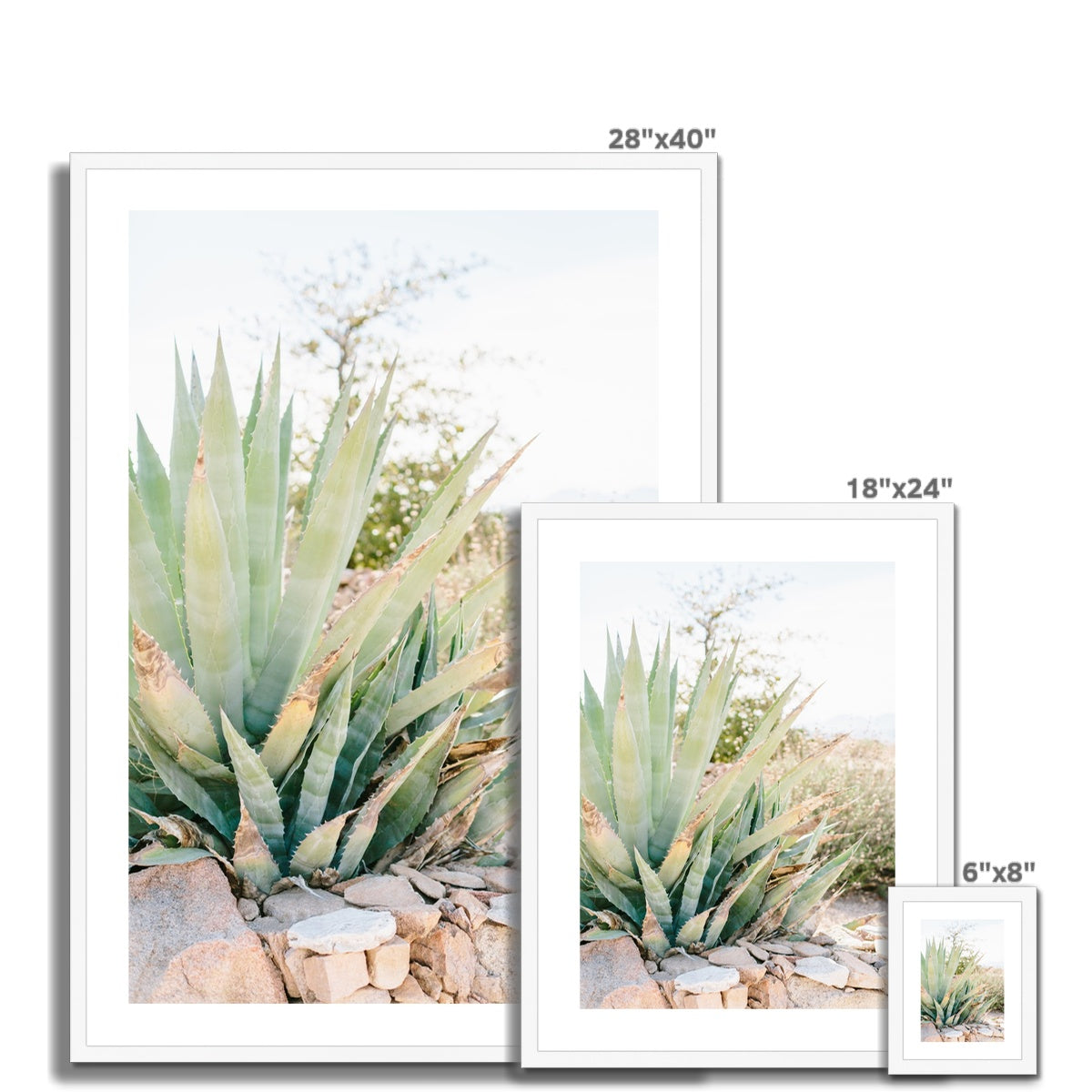 CACTUS Framed & Mounted Print
