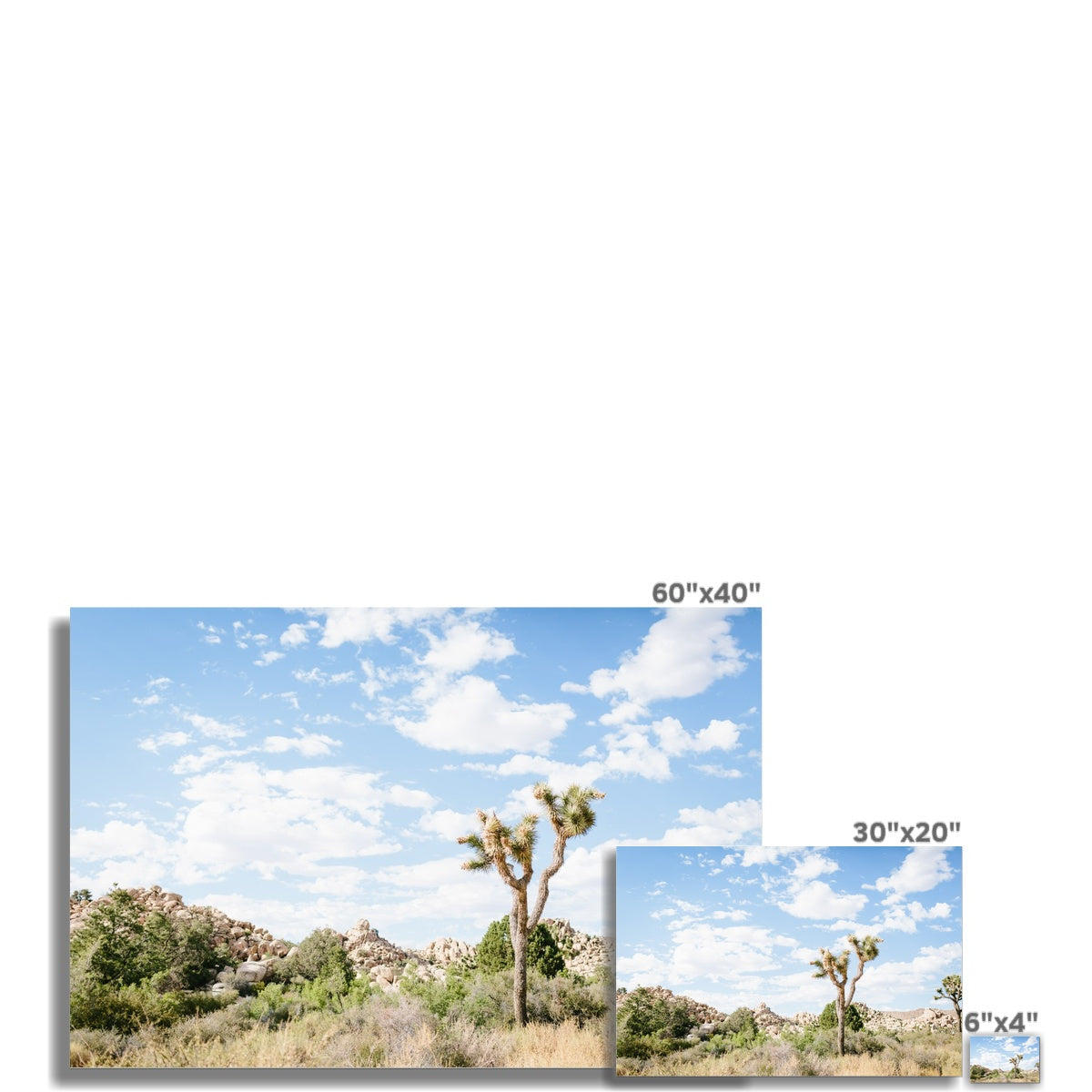JOSHUA TREE IV Fine Art Print