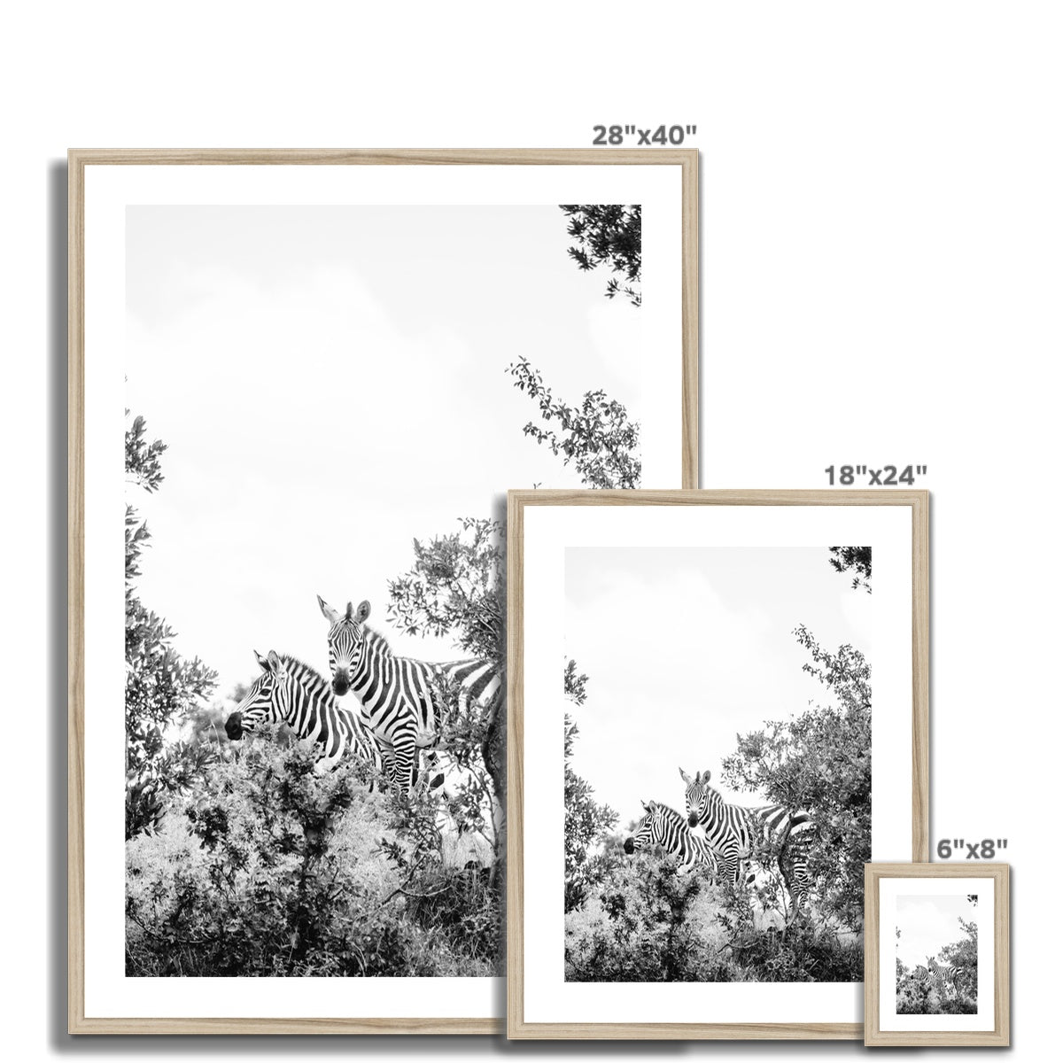 ZEBRAS BW Framed & Mounted Print