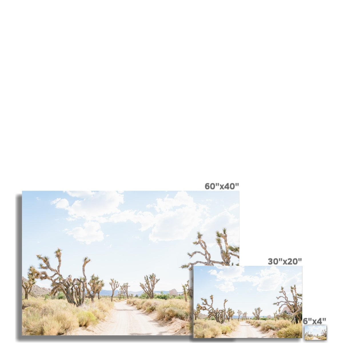 JOSHUA TREE ROAD Fine Art Print