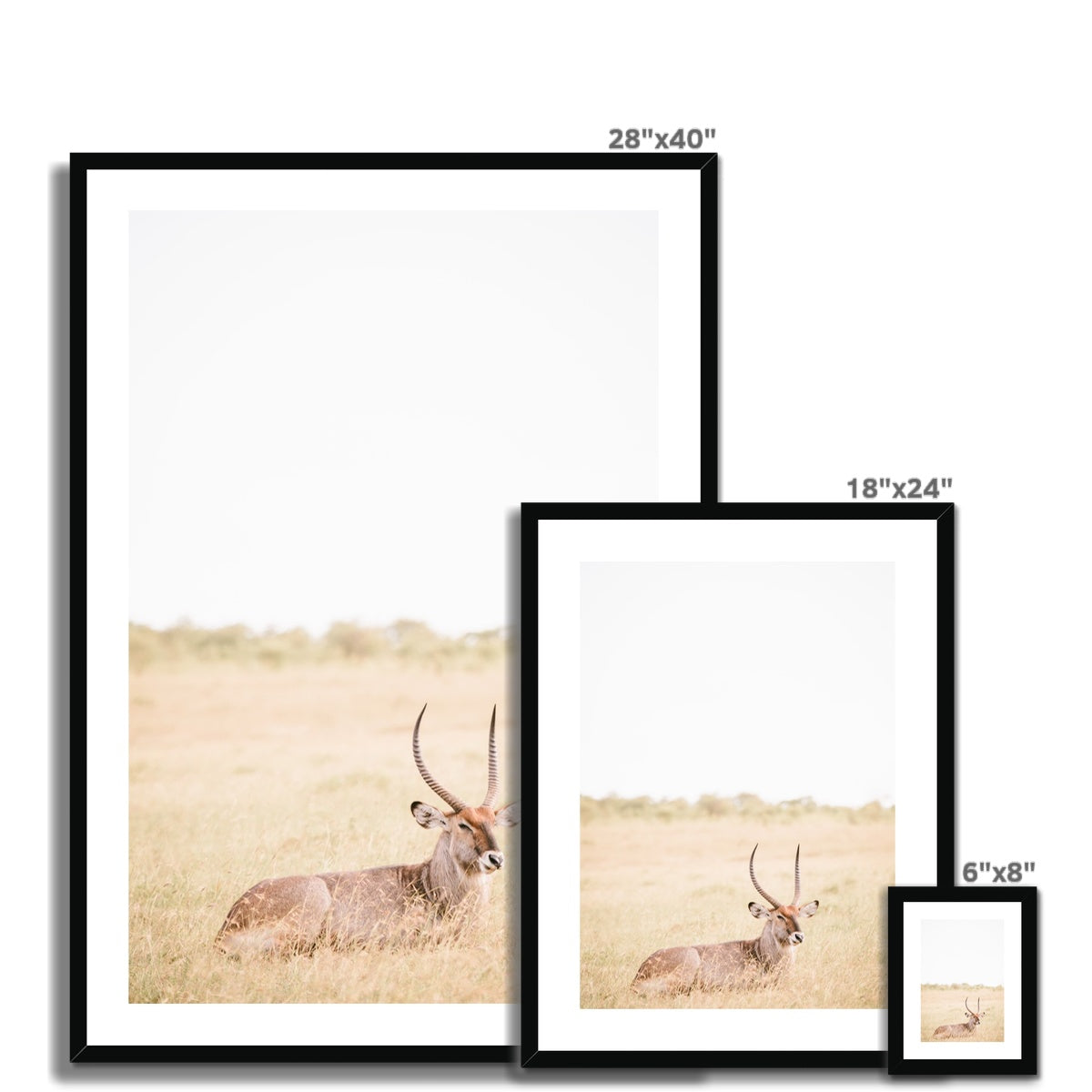 RESTING ANTELOPE Framed & Mounted Print