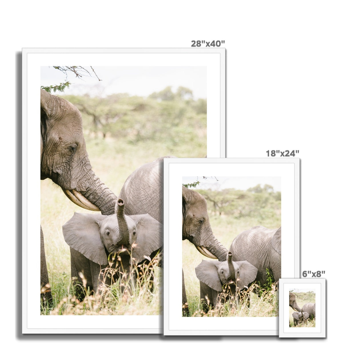 BABY ELEPHANT Framed & Mounted Print