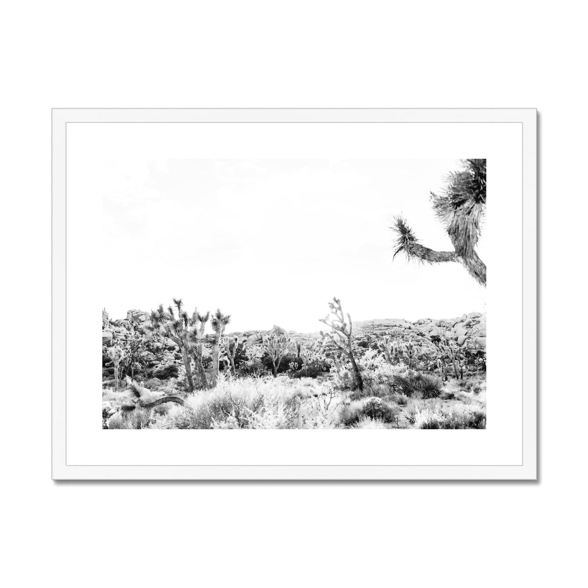 JOSHUA TREE II BW Framed & Mounted Print