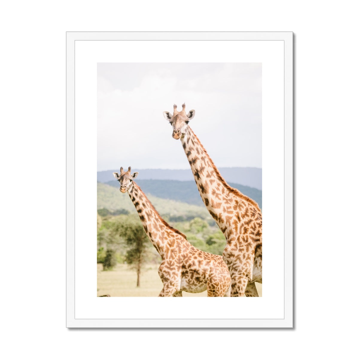 PEEPING GIRAFFES Framed & Mounted Print