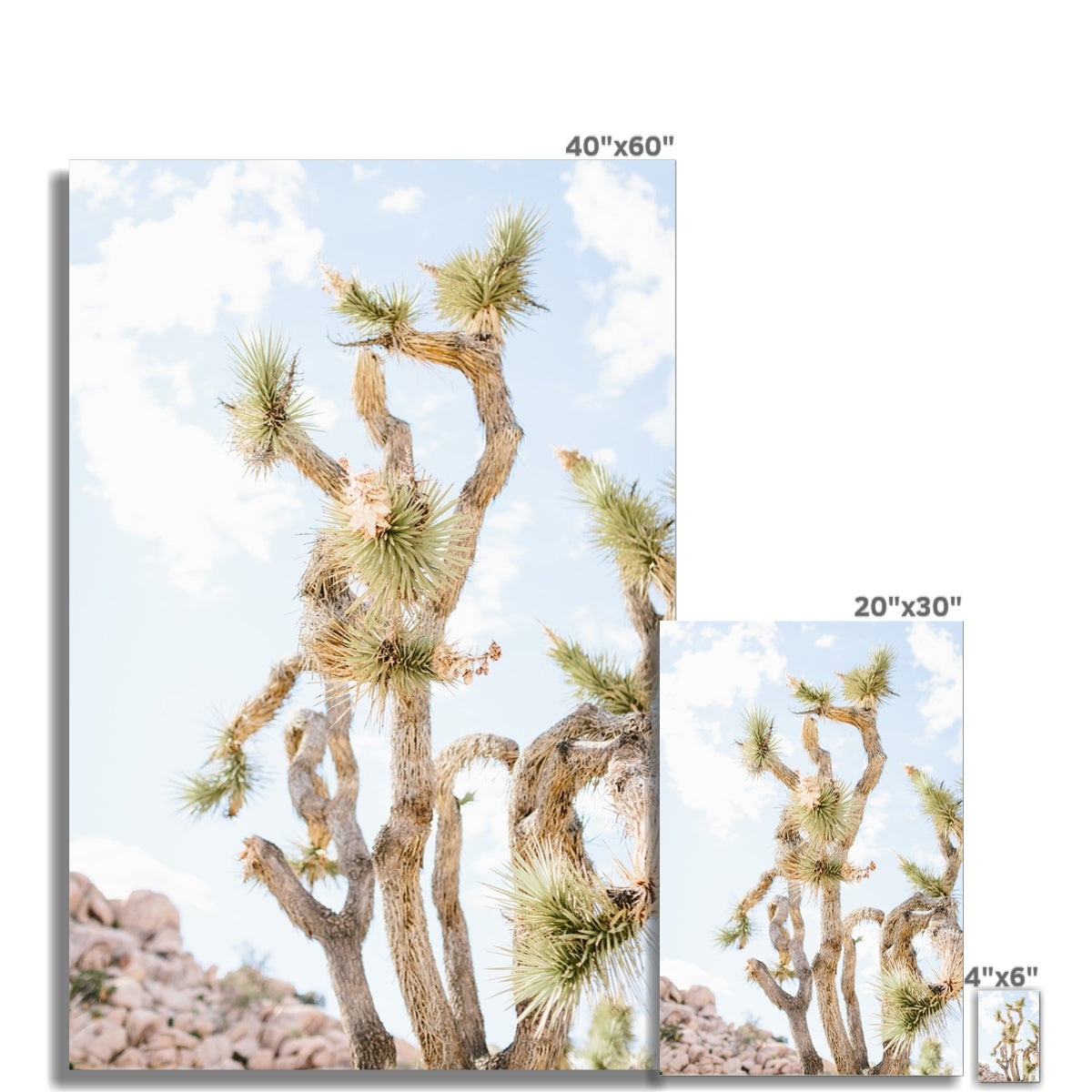JOSHUA TREE UP CLOSE Fine Art Print