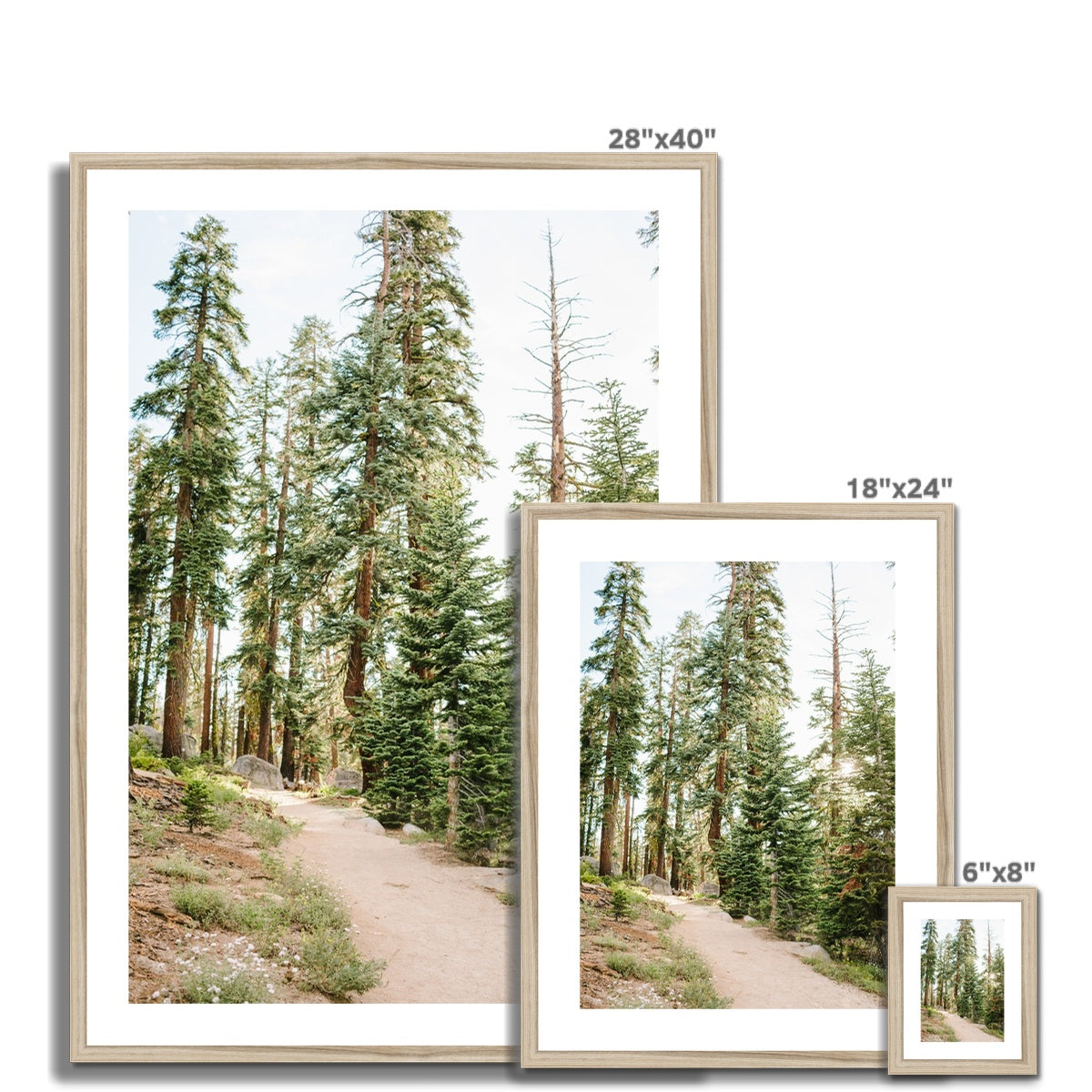YOSEMITE FOREST Framed & Mounted Print