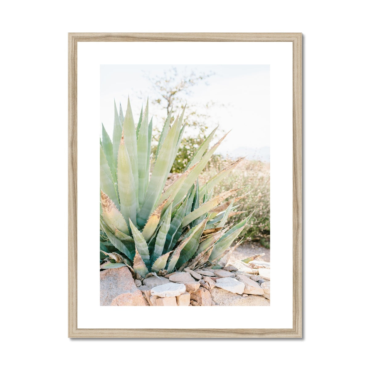 CACTUS Framed & Mounted Print