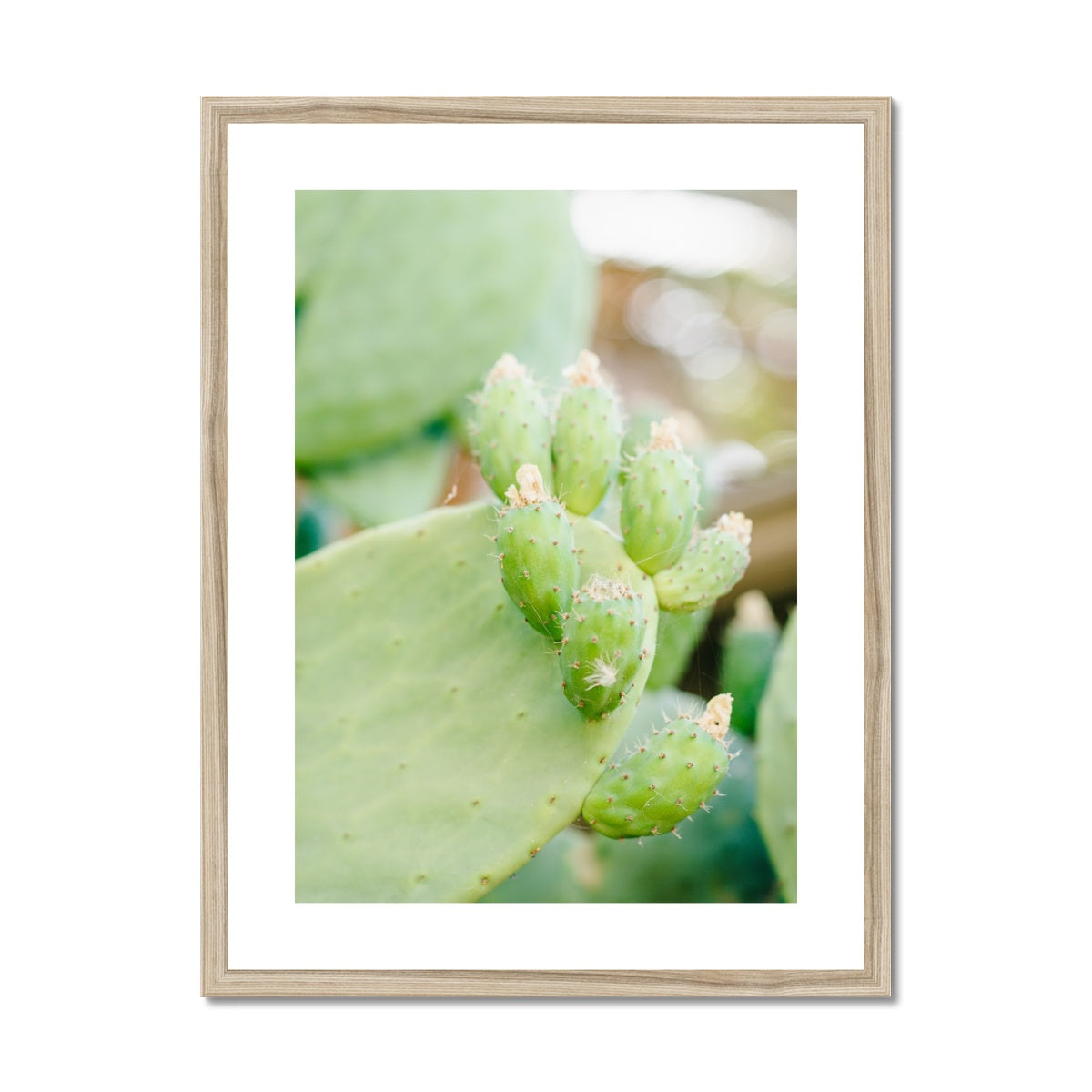 CACTUS II Framed & Mounted Print