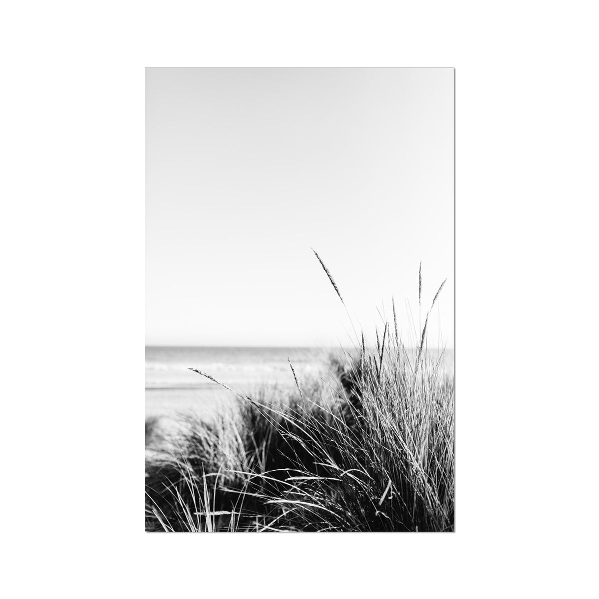 Sea Grass BW Fine Art Print
