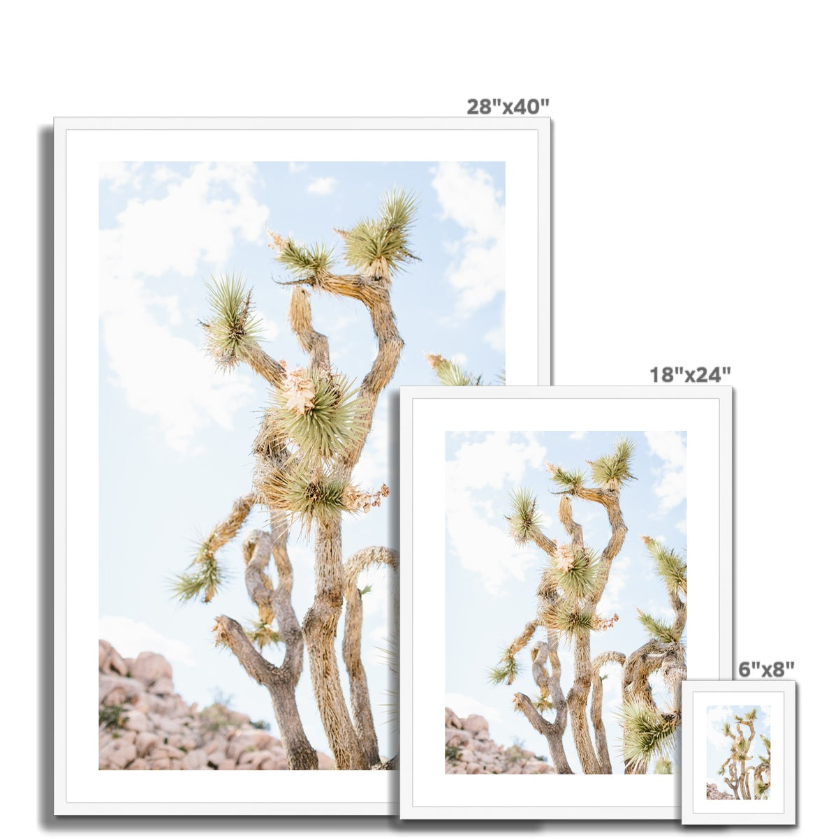 JOSHUA TREE UP CLOSE Framed & Mounted Print