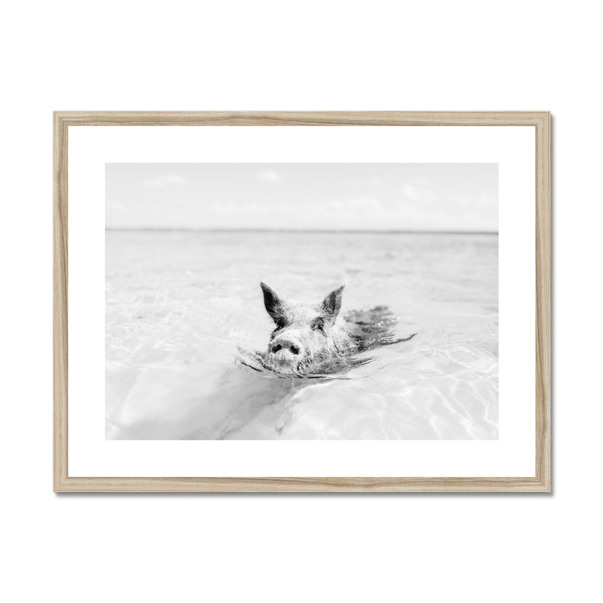 SWIMMING PIG BW Framed & Mounted Print