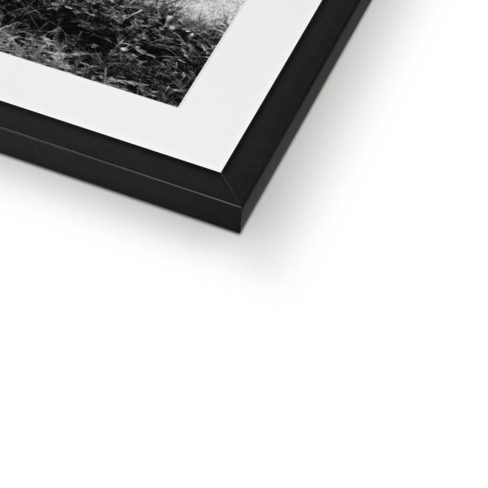 ZEBRAS BW Framed & Mounted Print