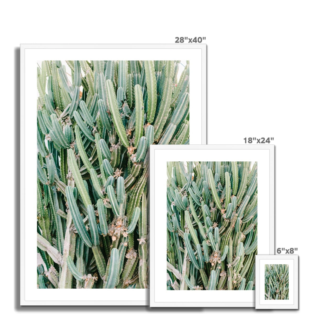 CACTUS IV Framed & Mounted Print