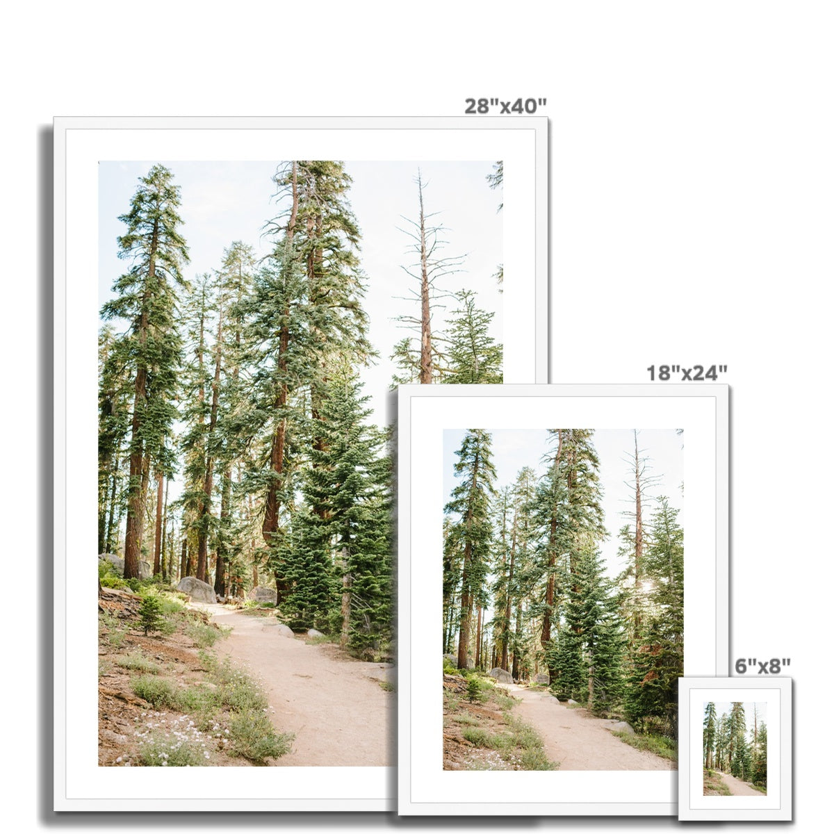 YOSEMITE FOREST Framed & Mounted Print