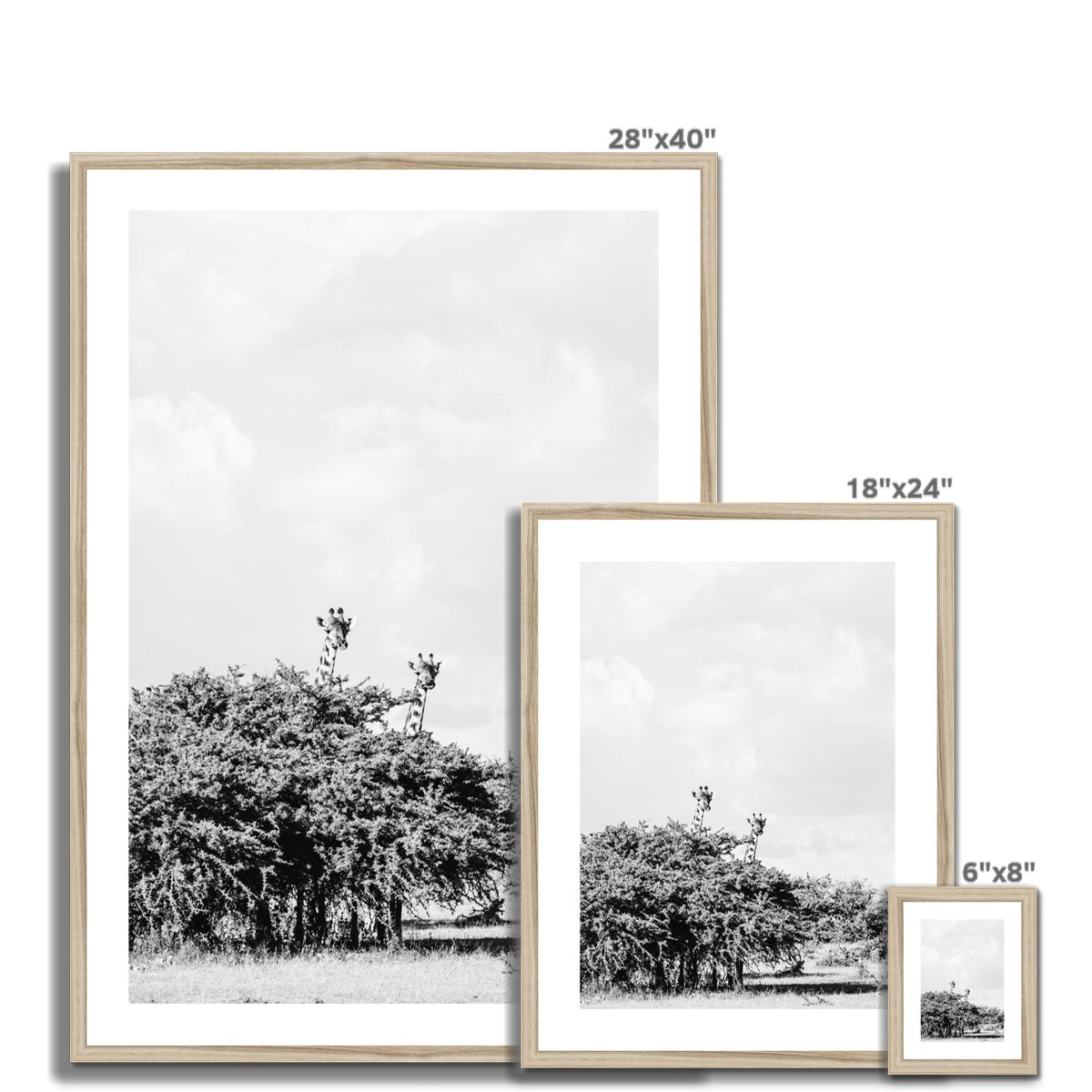 GIRAFFE SIGHTING BW Framed & Mounted Print