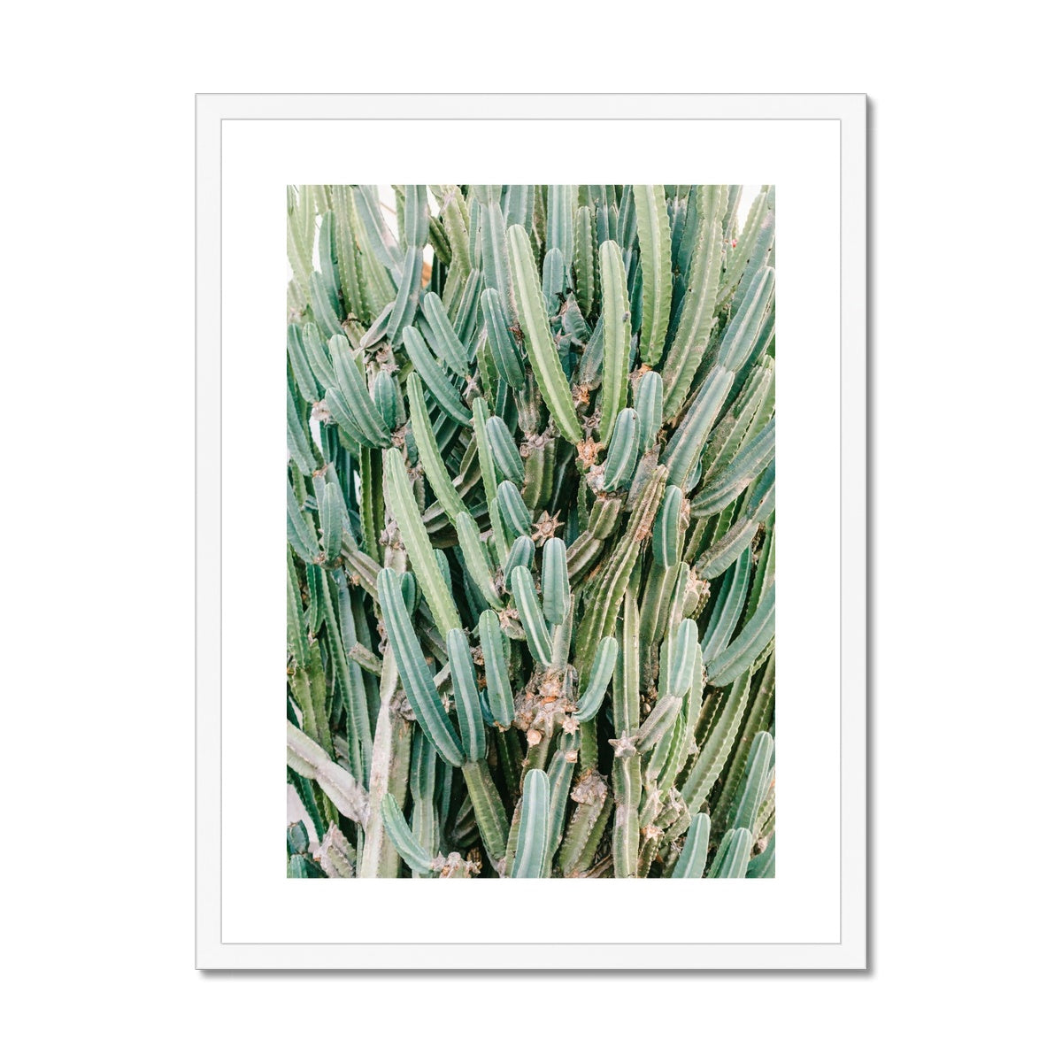 CACTUS IV Framed & Mounted Print