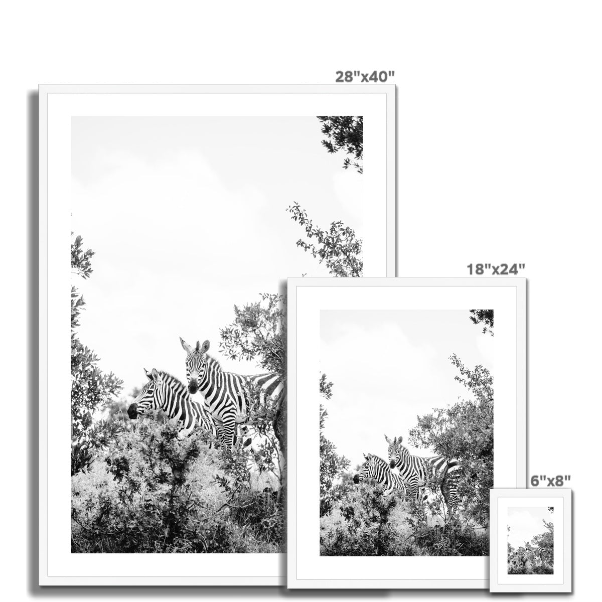 ZEBRAS BW Framed & Mounted Print