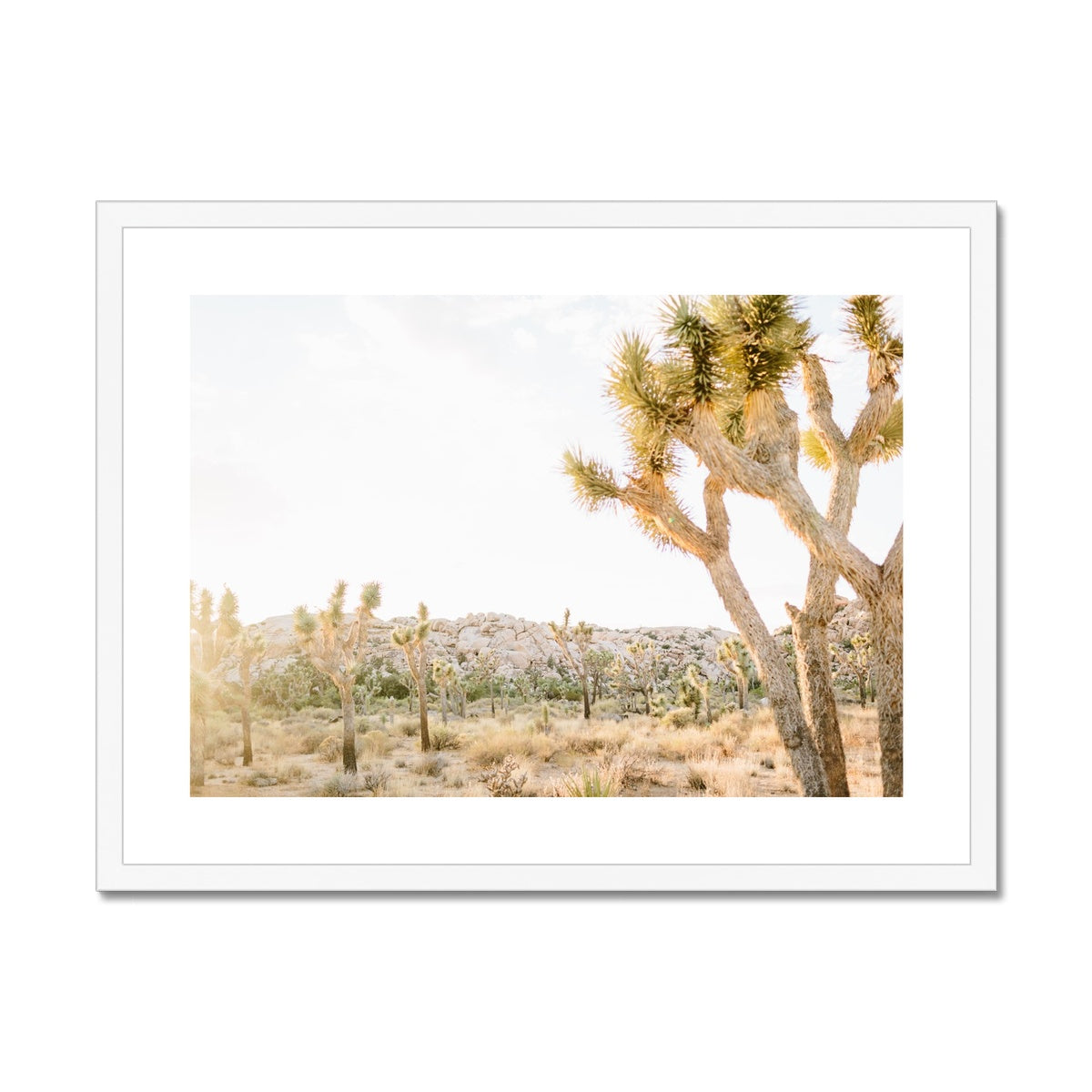 JOSHUA TREE IX Framed & Mounted Print