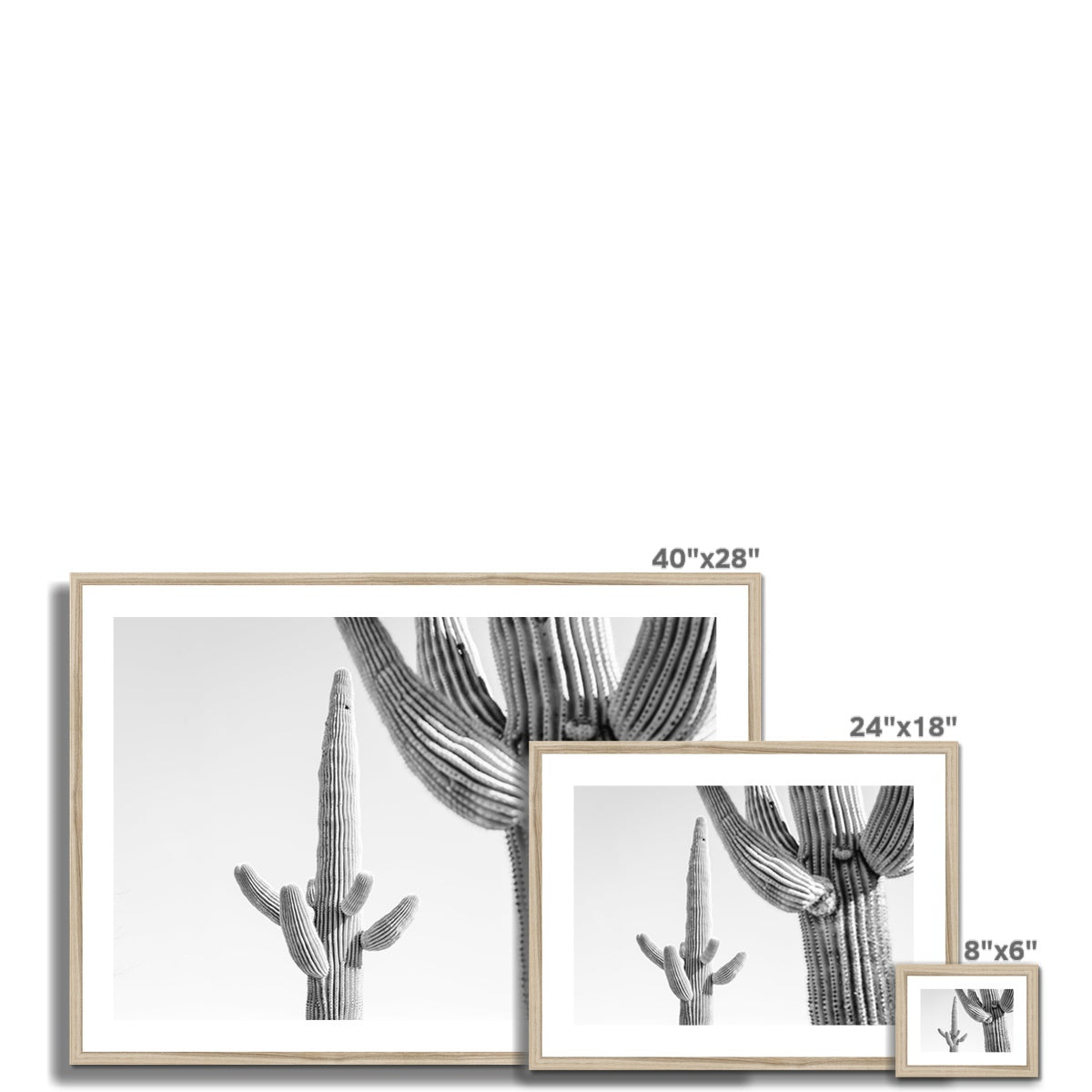 SAGUARO II BW Framed & Mounted Print
