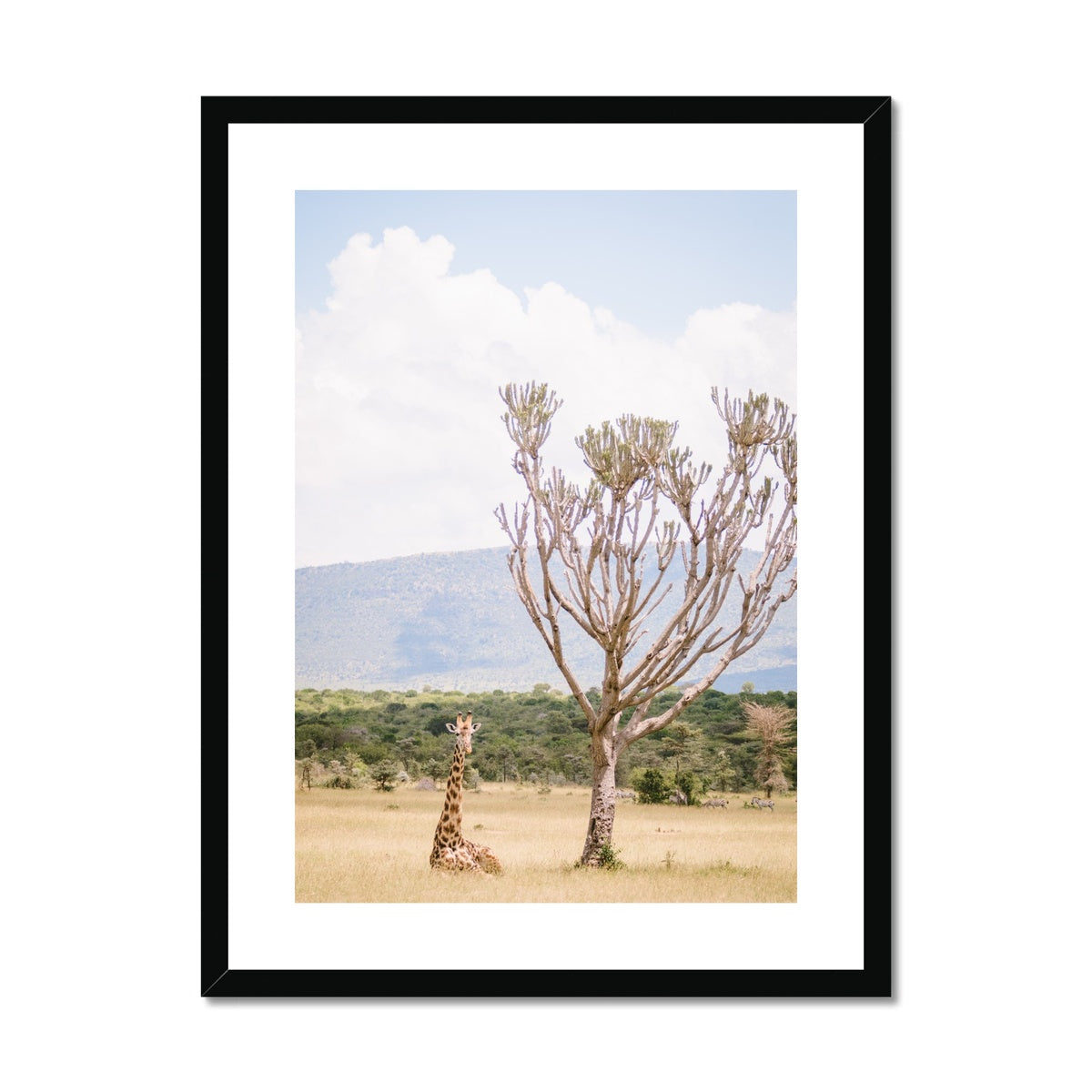 RESTING GIRAFFE Framed & Mounted Print