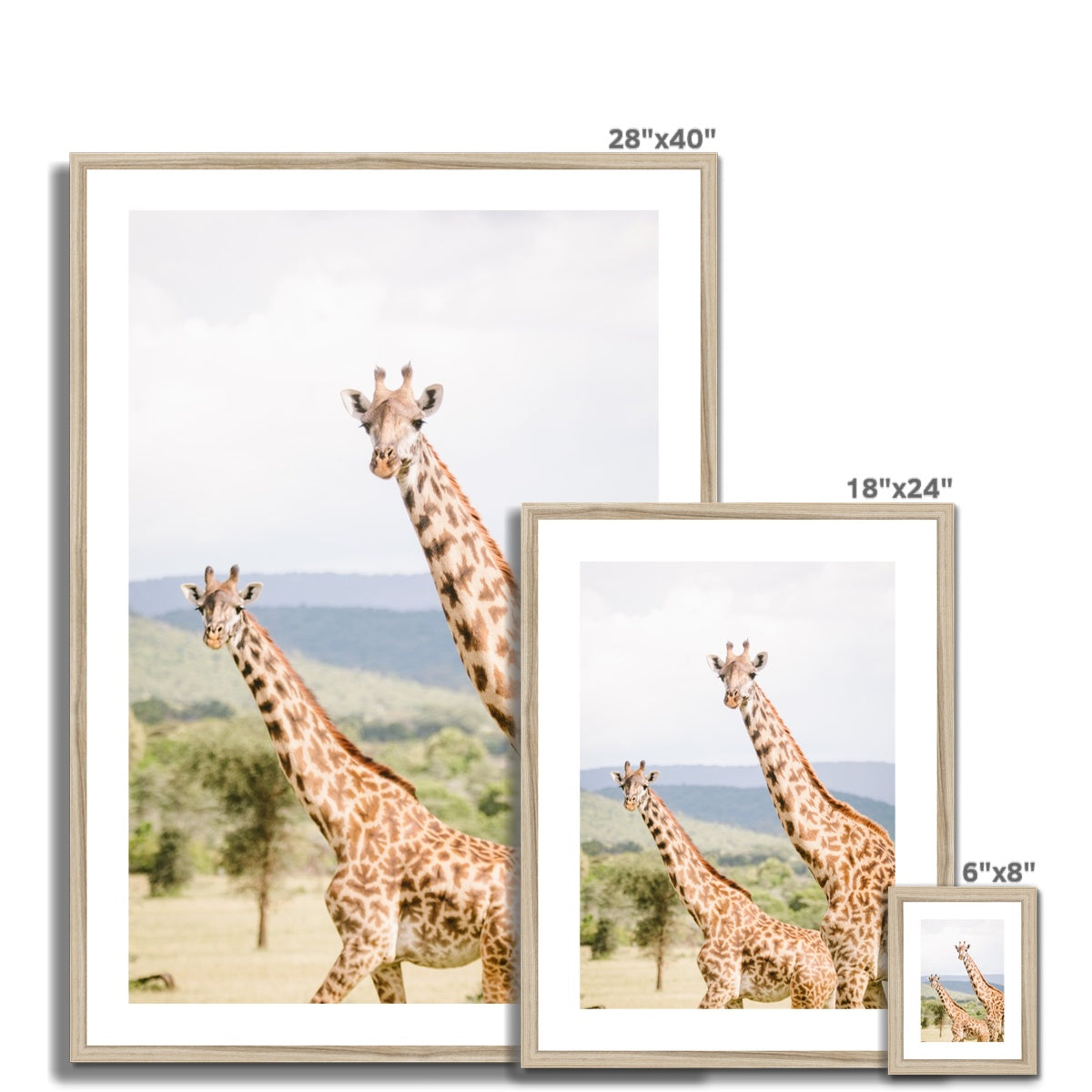 PEEPING GIRAFFES Framed & Mounted Print