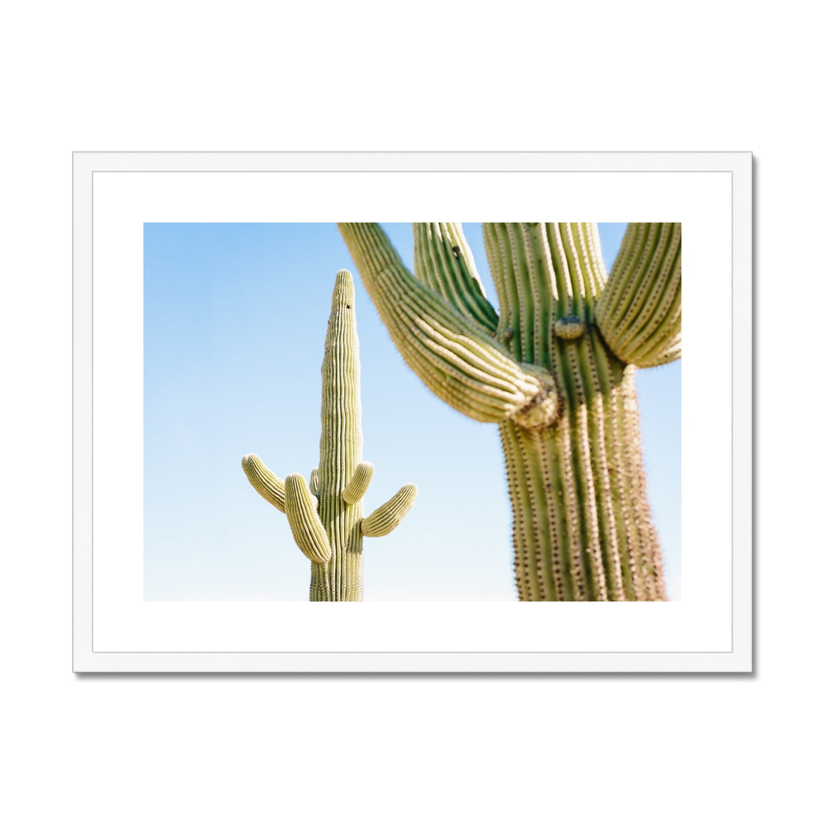 SAGUARO II Framed & Mounted Print