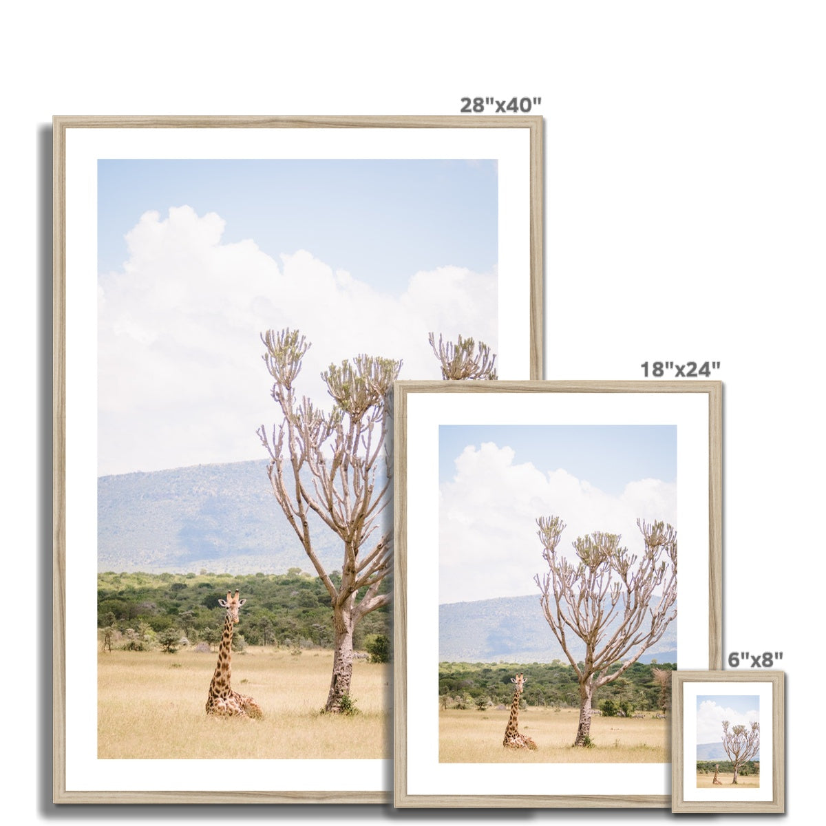RESTING GIRAFFE Framed & Mounted Print