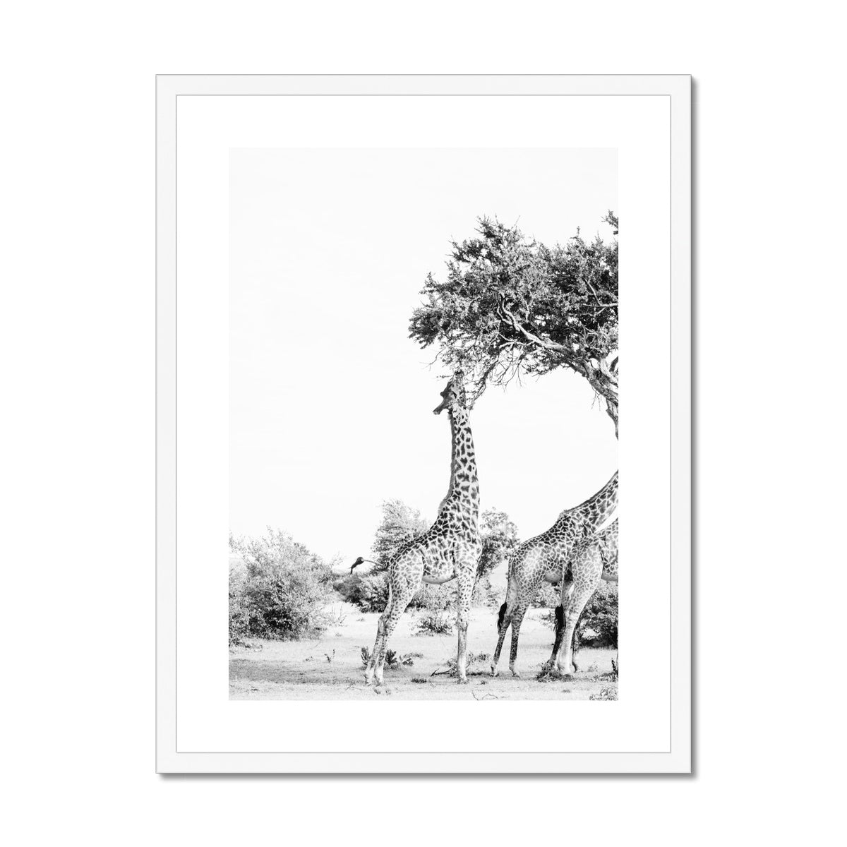 SNACKING GIRAFFE Framed & Mounted Print