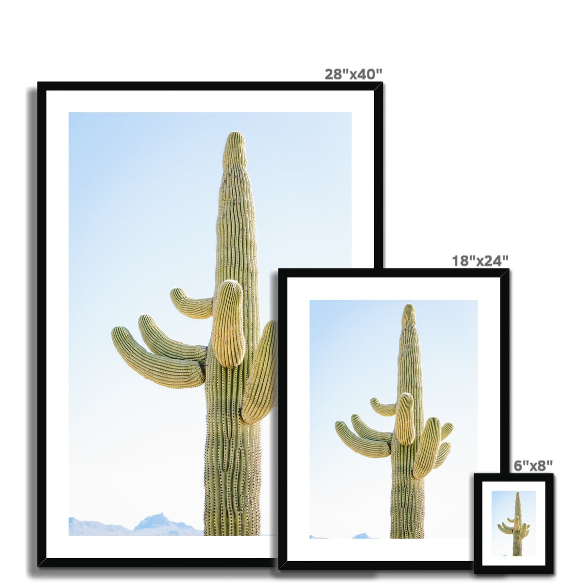 SAGUARO Framed & Mounted Print