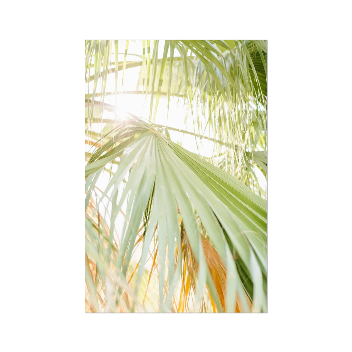CALI PALMS Fine Art Print