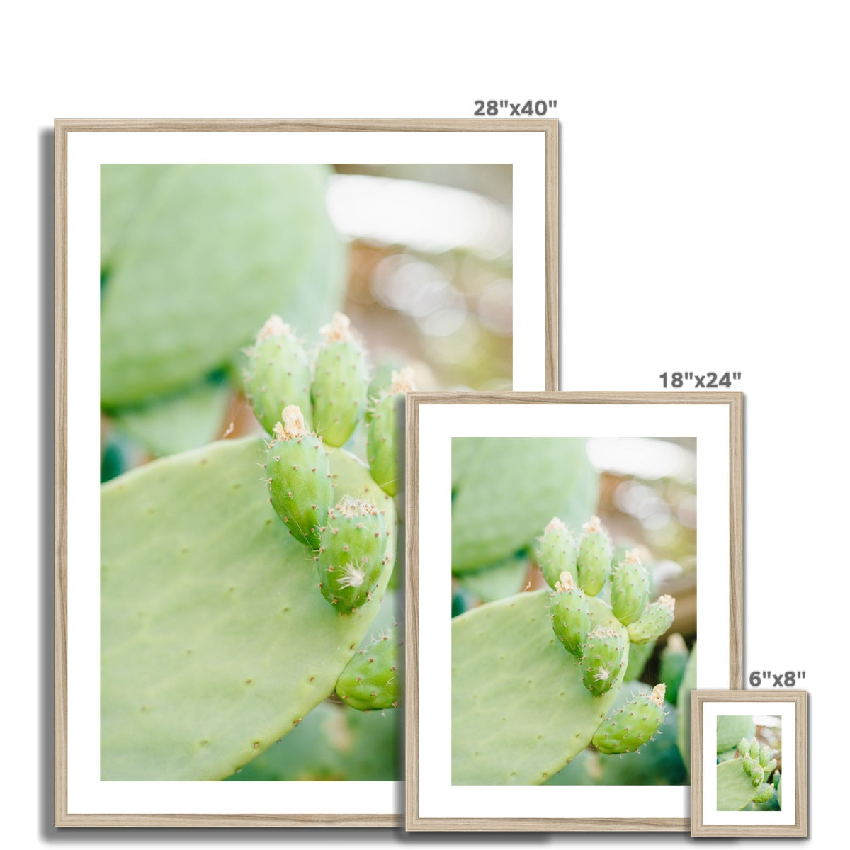 CACTUS II Framed & Mounted Print
