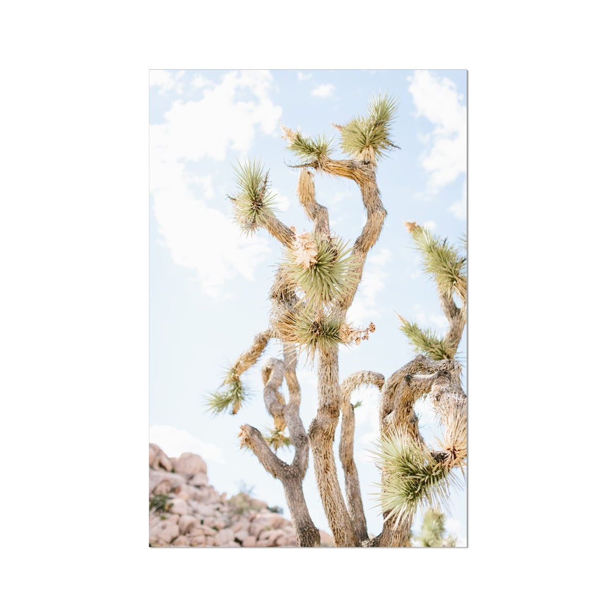 JOSHUA TREE UP CLOSE Fine Art Print