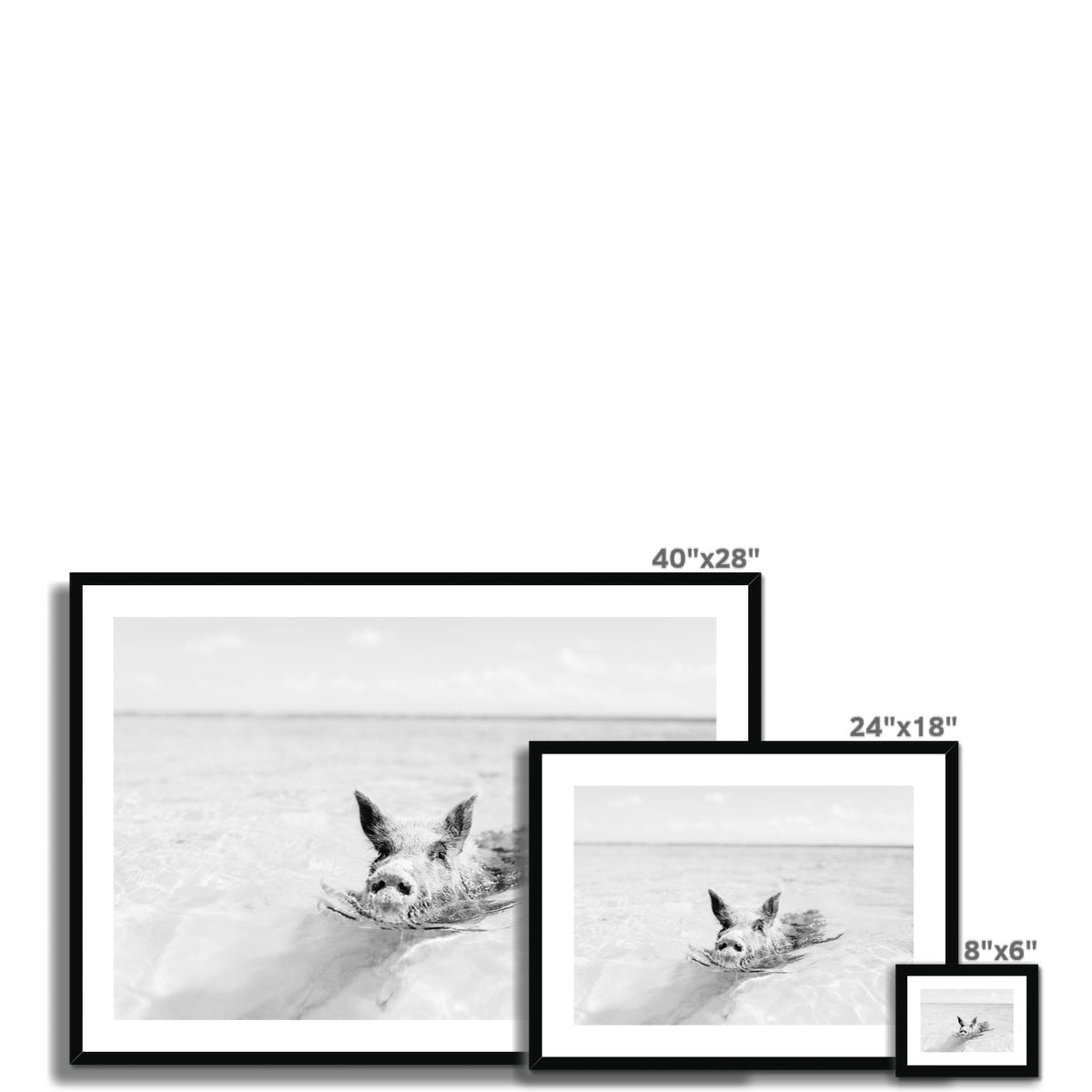 SWIMMING PIG BW Framed & Mounted Print
