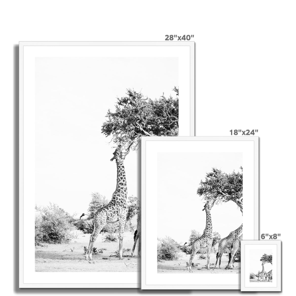 SNACKING GIRAFFE Framed & Mounted Print
