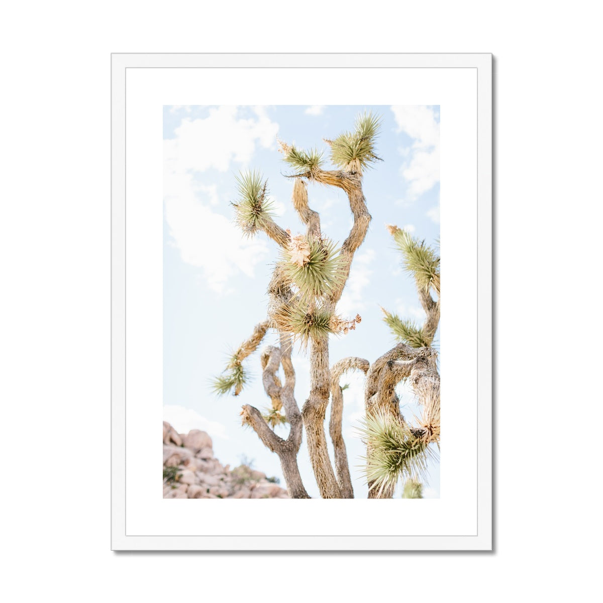 JOSHUA TREE UP CLOSE Framed & Mounted Print