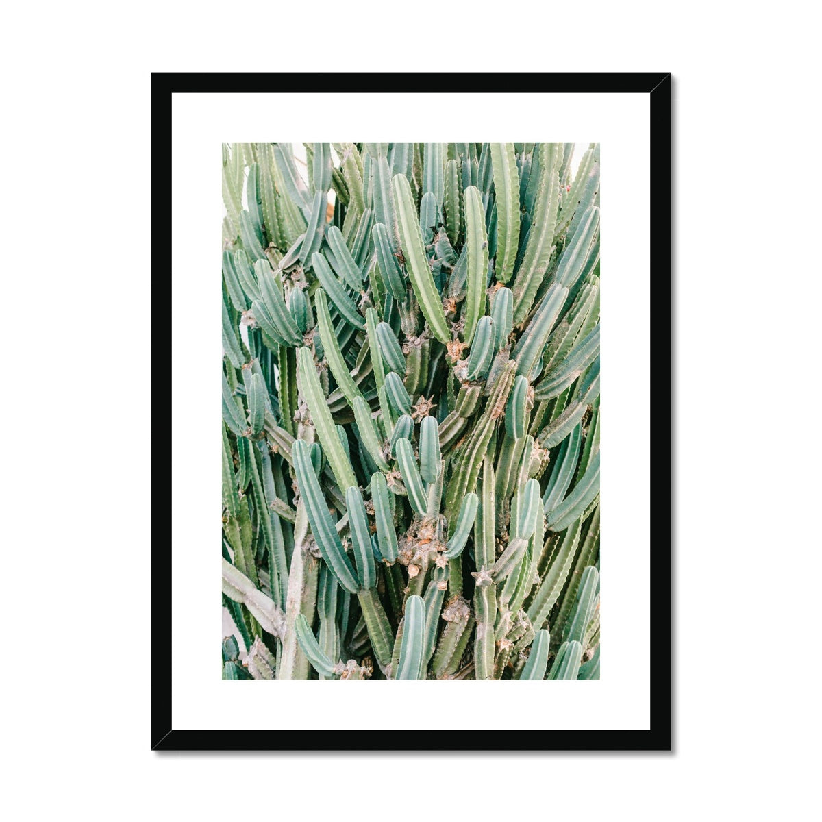 CACTUS IV Framed & Mounted Print
