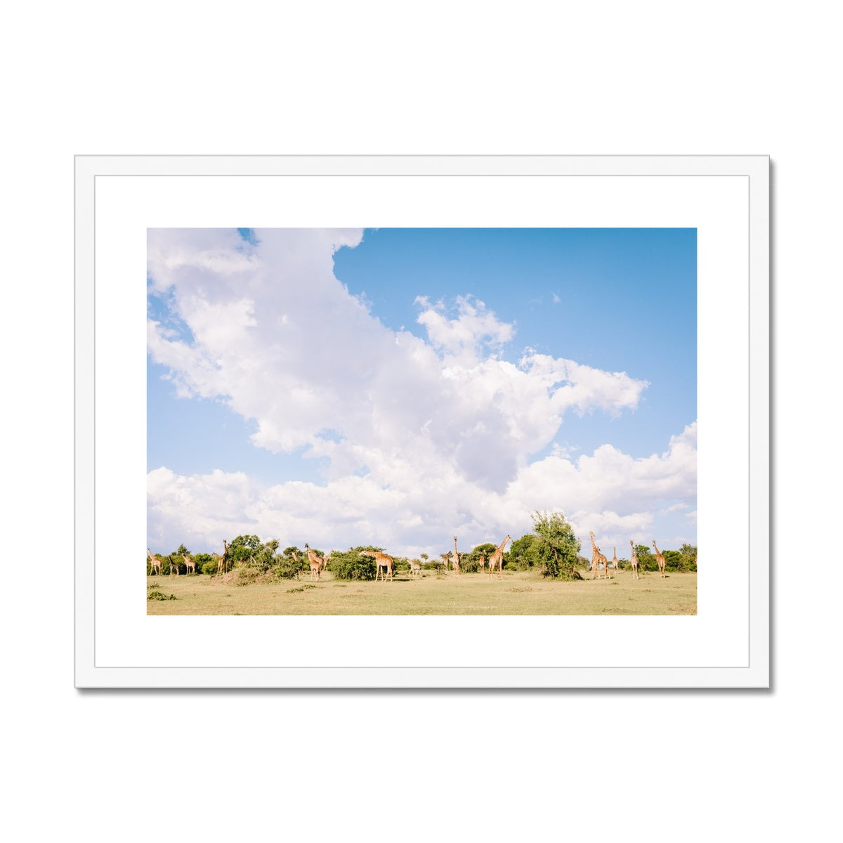 ROAMING GIRAFFES Framed & Mounted Print