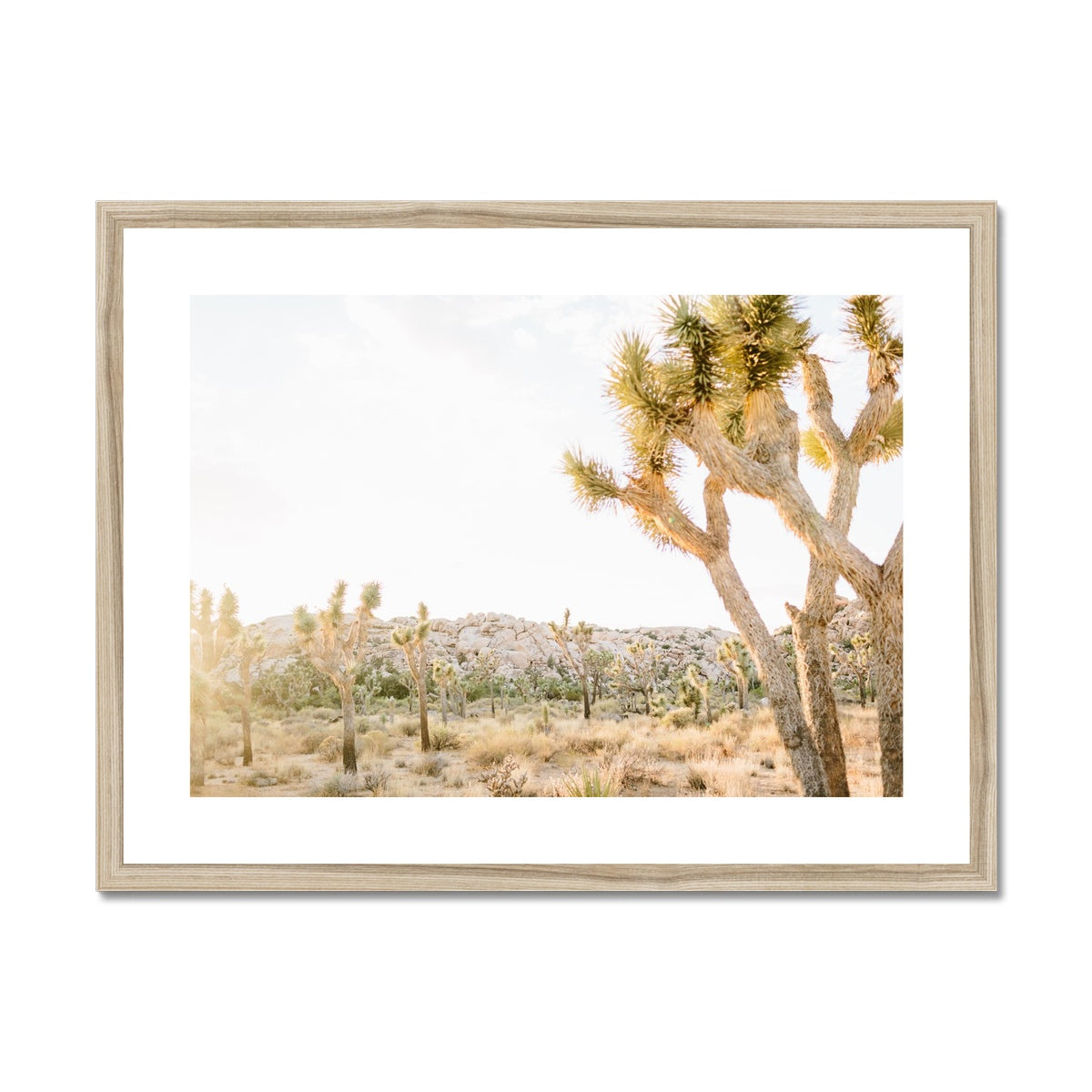 JOSHUA TREE IX Framed & Mounted Print