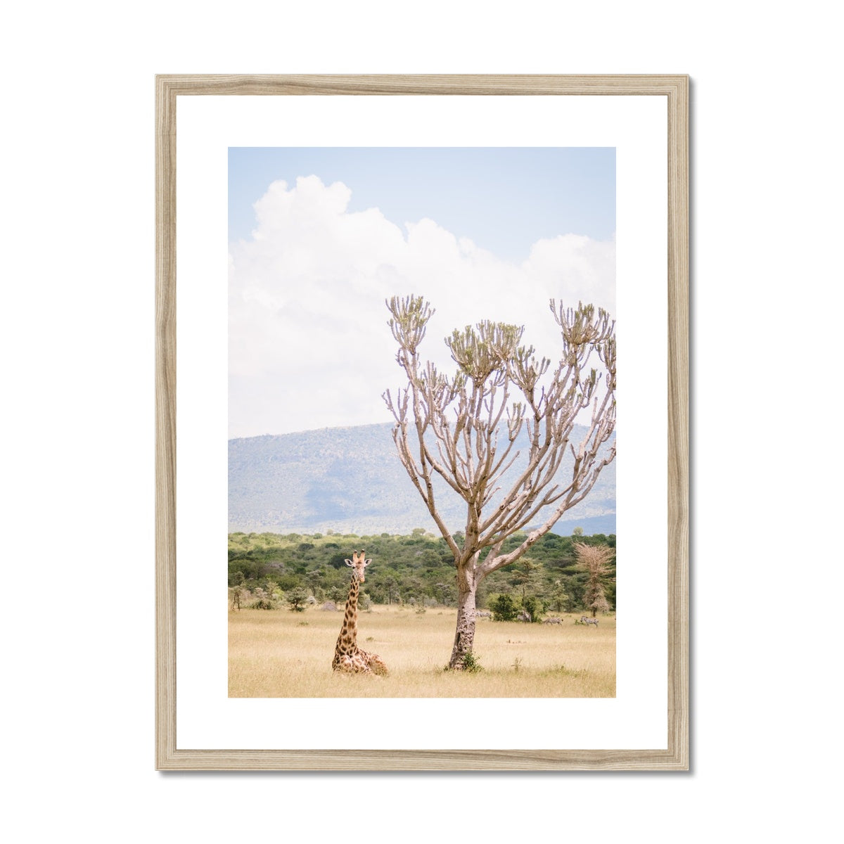 RESTING GIRAFFE Framed & Mounted Print
