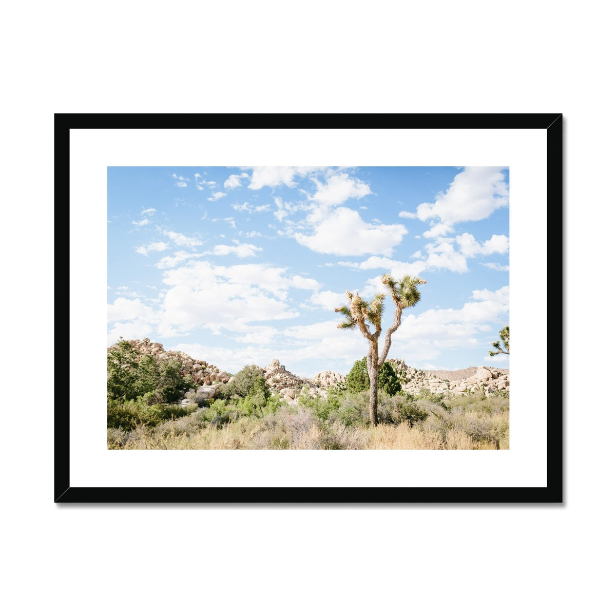 JOSHUA TREE IV Framed & Mounted Print