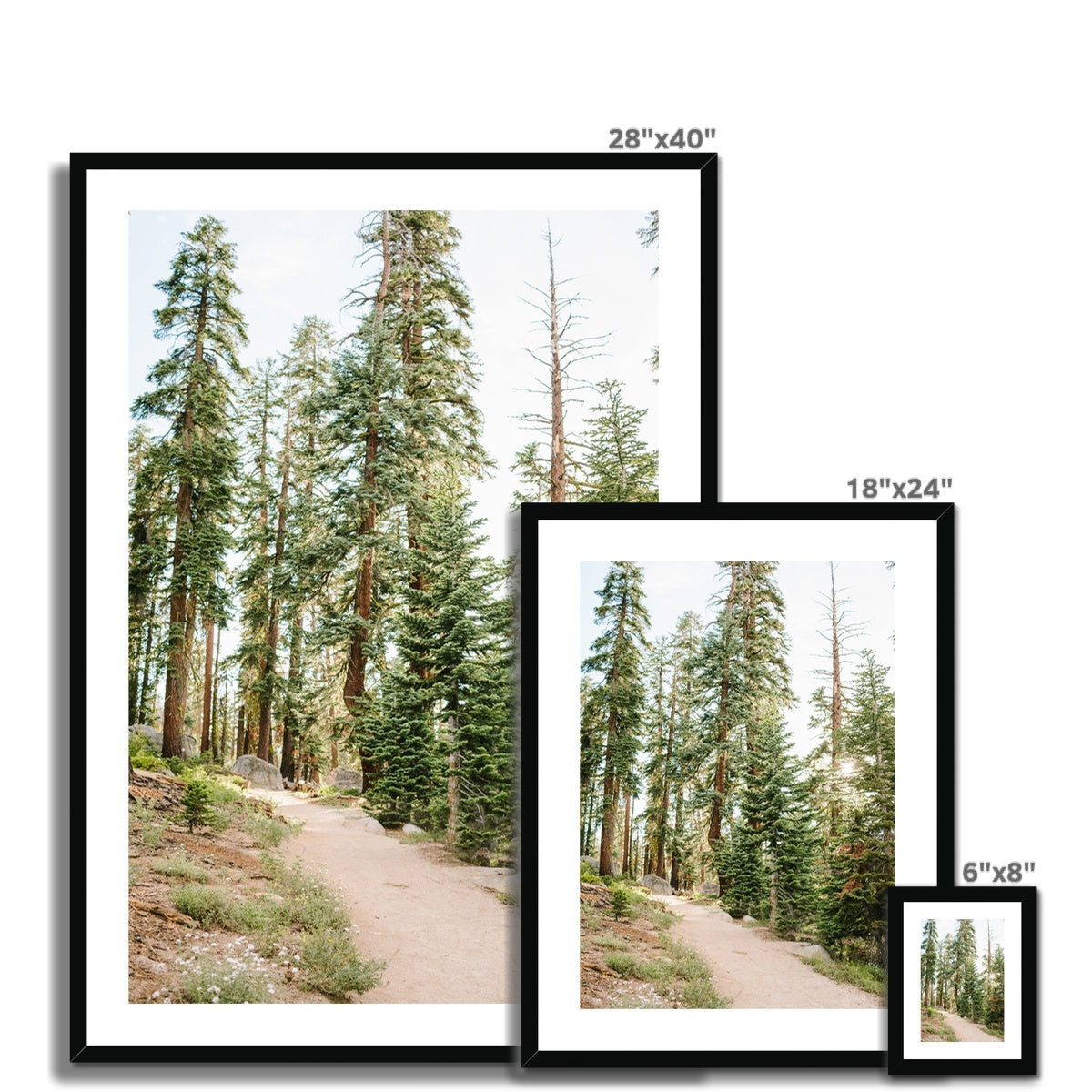 YOSEMITE FOREST Framed & Mounted Print