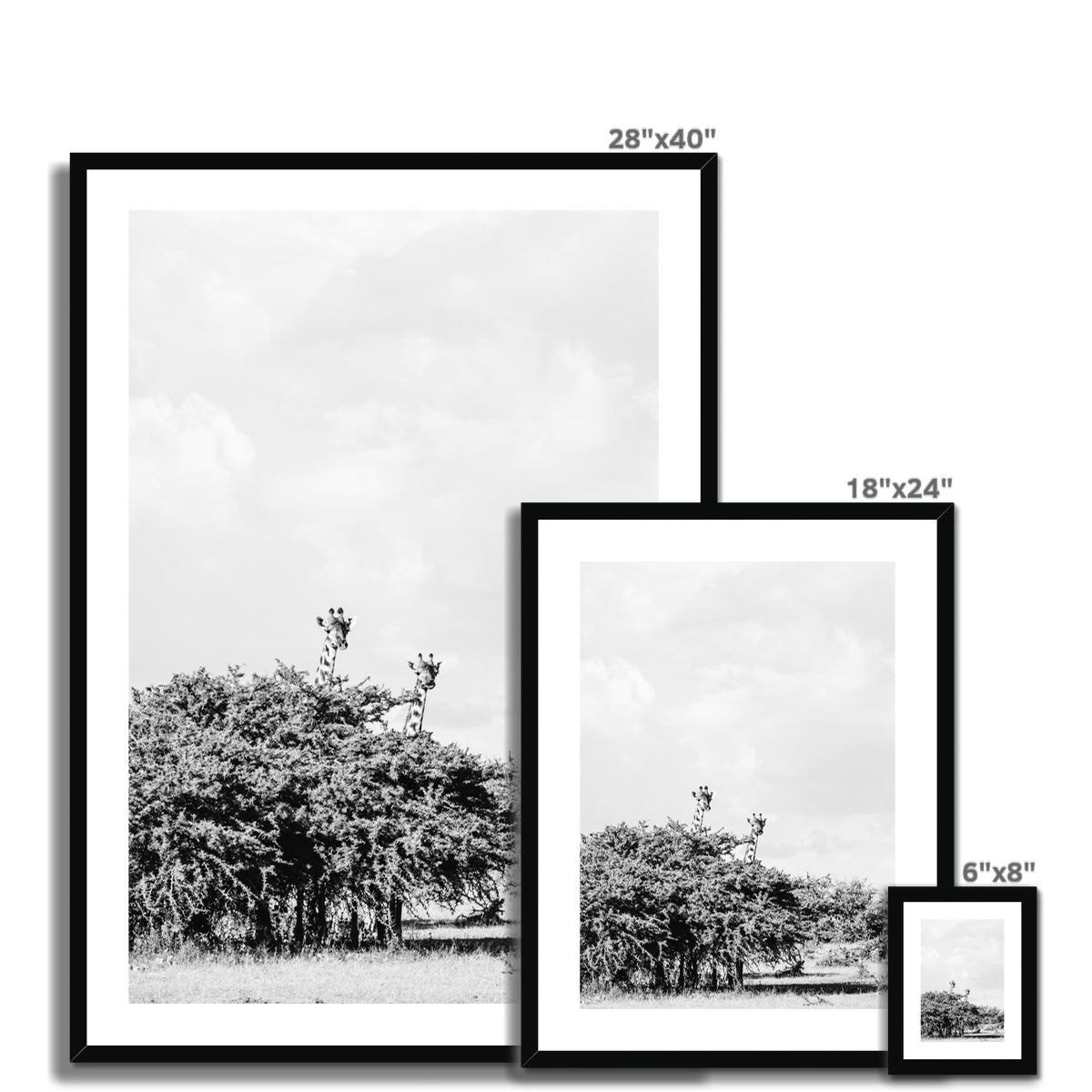 GIRAFFE SIGHTING BW Framed & Mounted Print