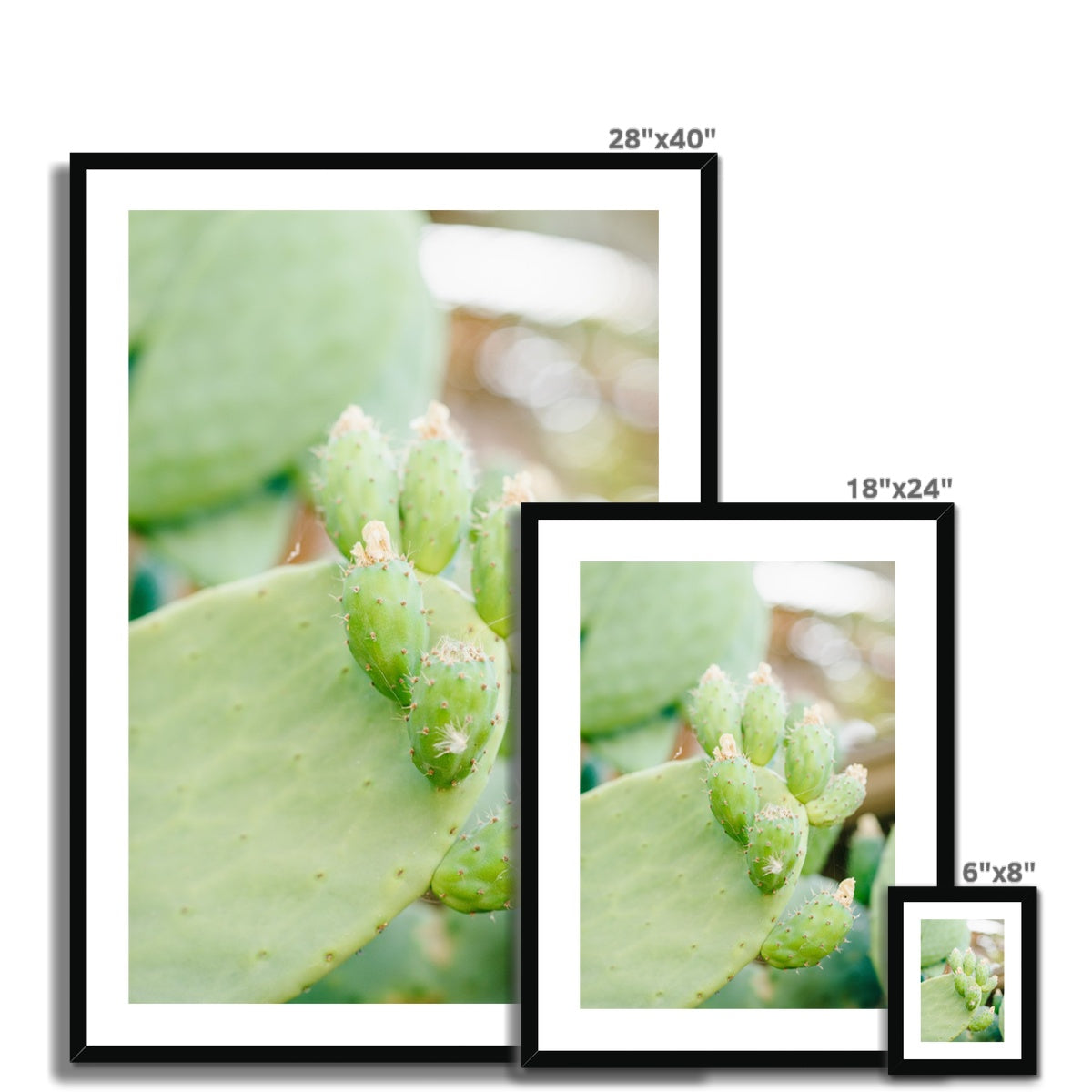 CACTUS II Framed & Mounted Print