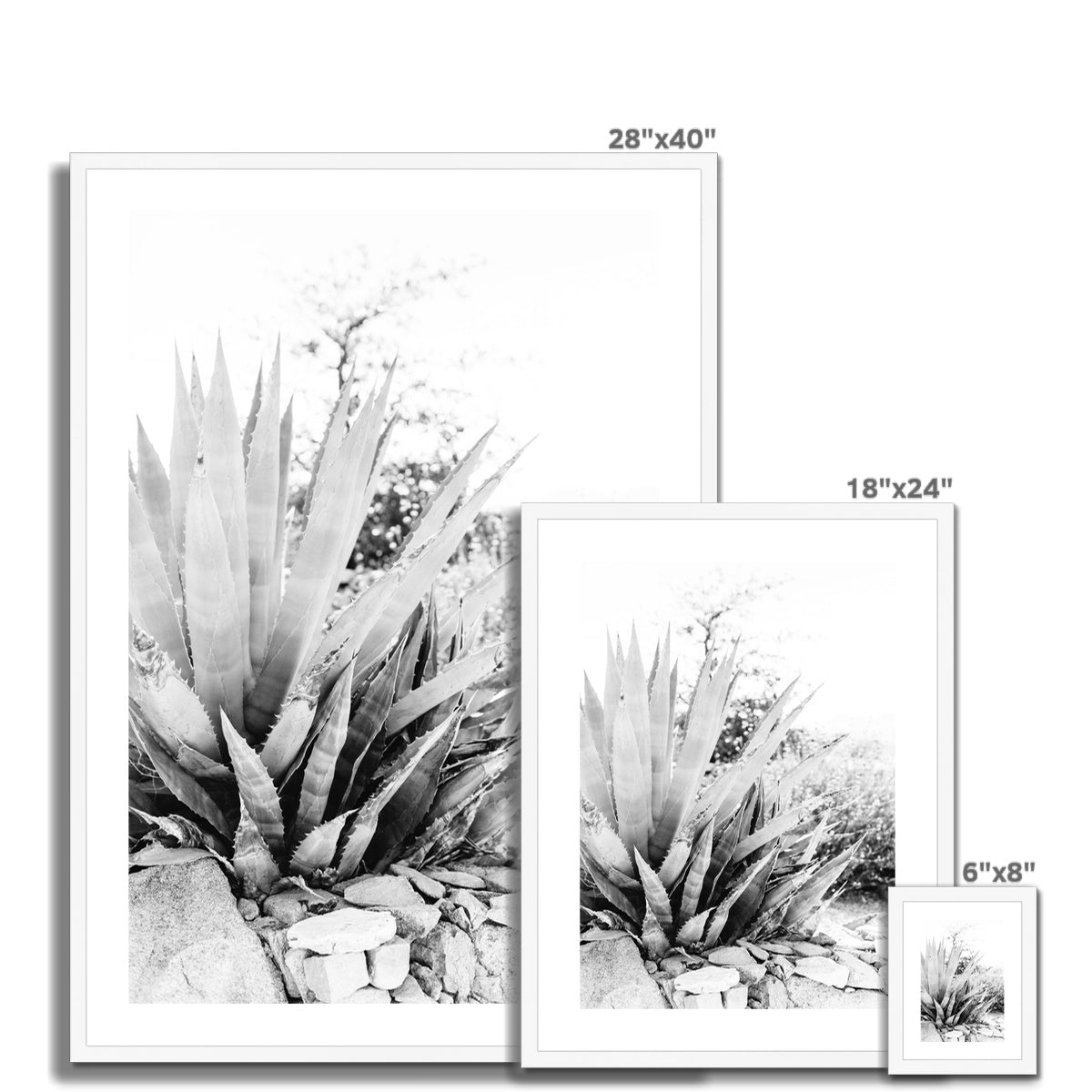 CACTUS BW Framed & Mounted Print