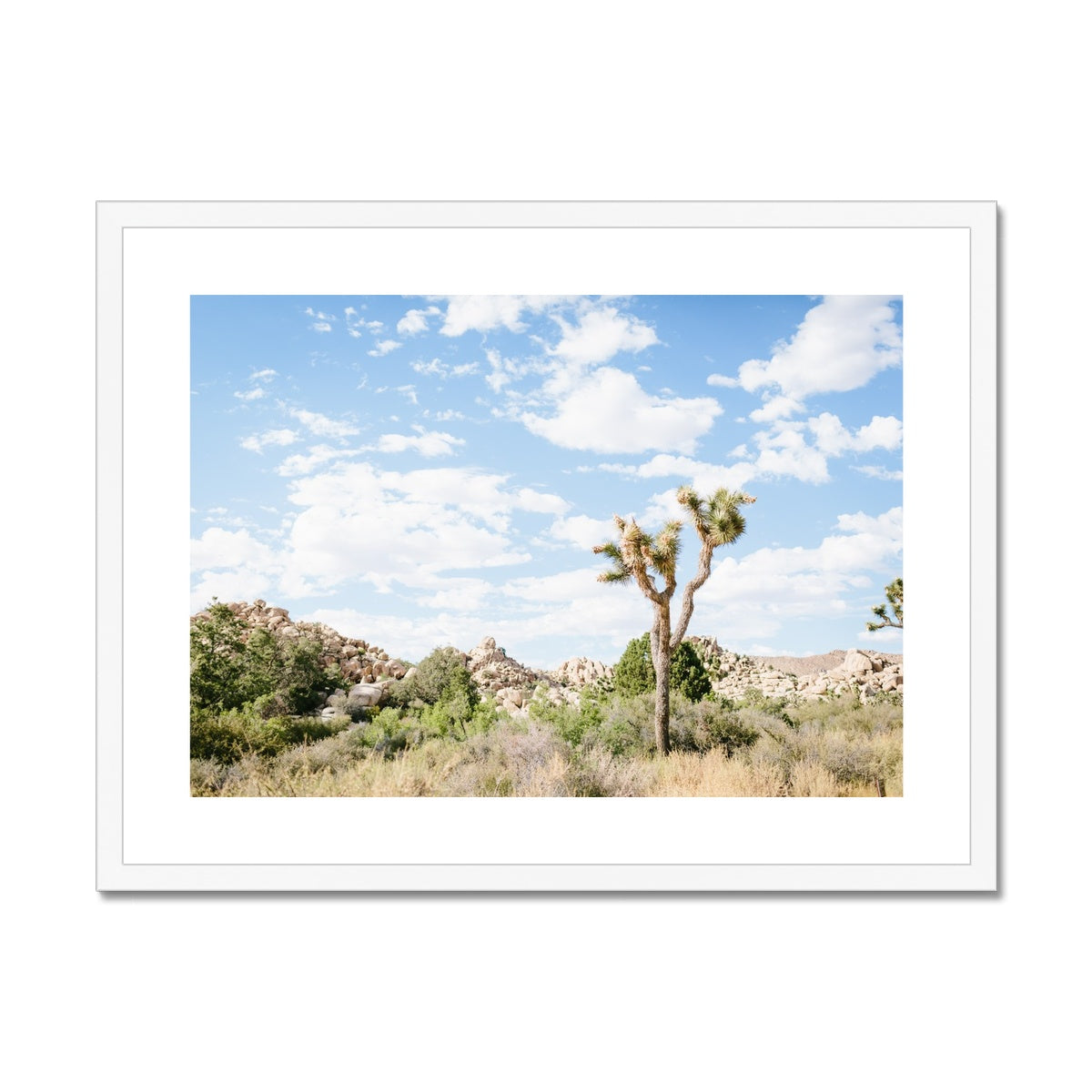 JOSHUA TREE IV Framed & Mounted Print