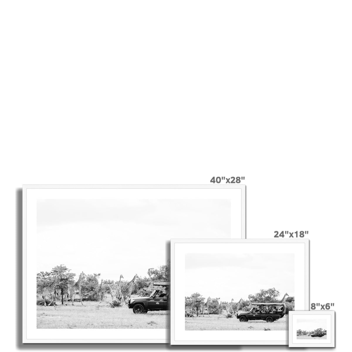 GIRAFFE SAFARI BW Framed & Mounted Print