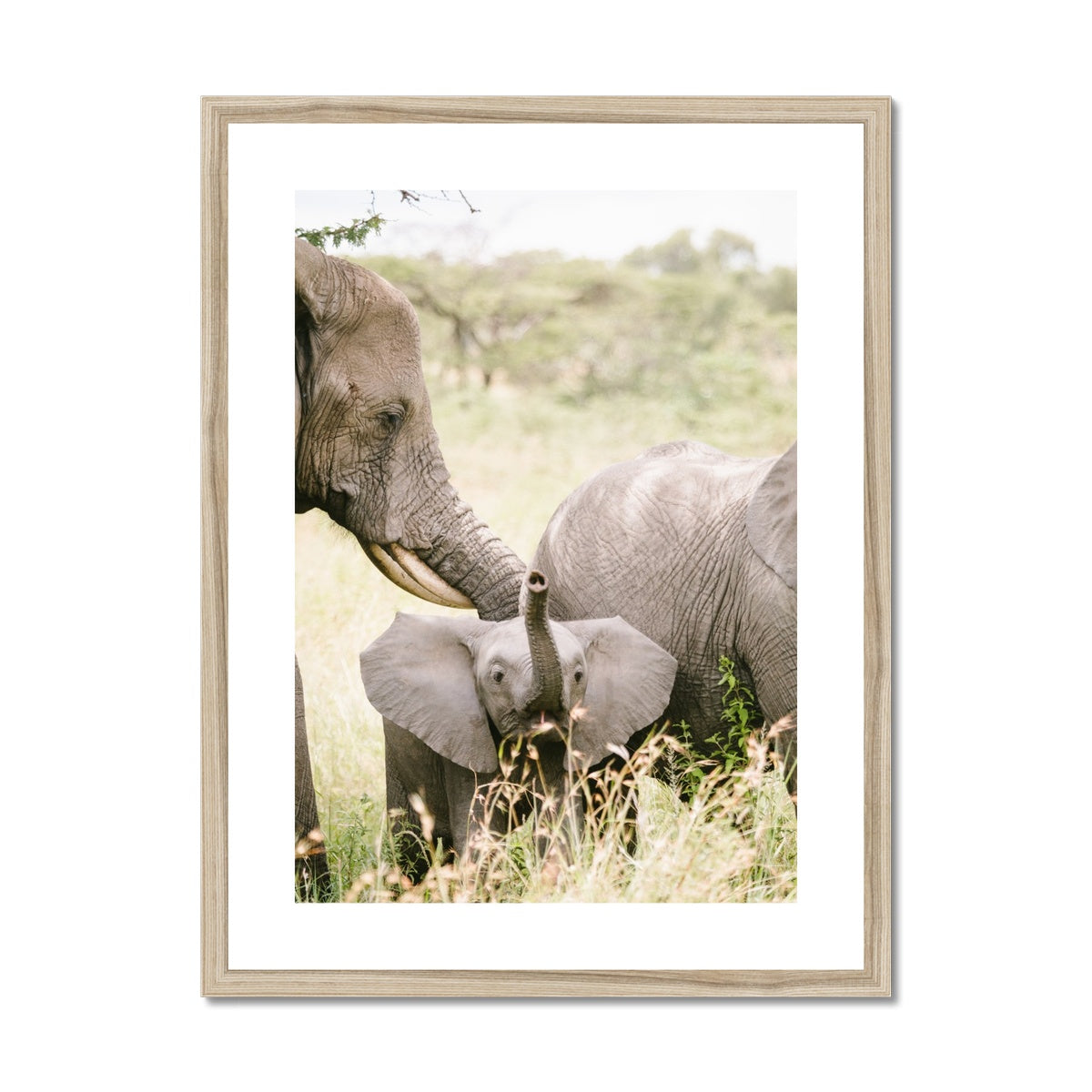 BABY ELEPHANT Framed & Mounted Print