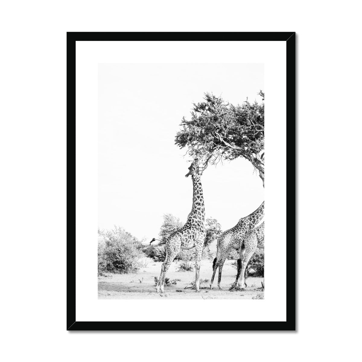 SNACKING GIRAFFE Framed & Mounted Print