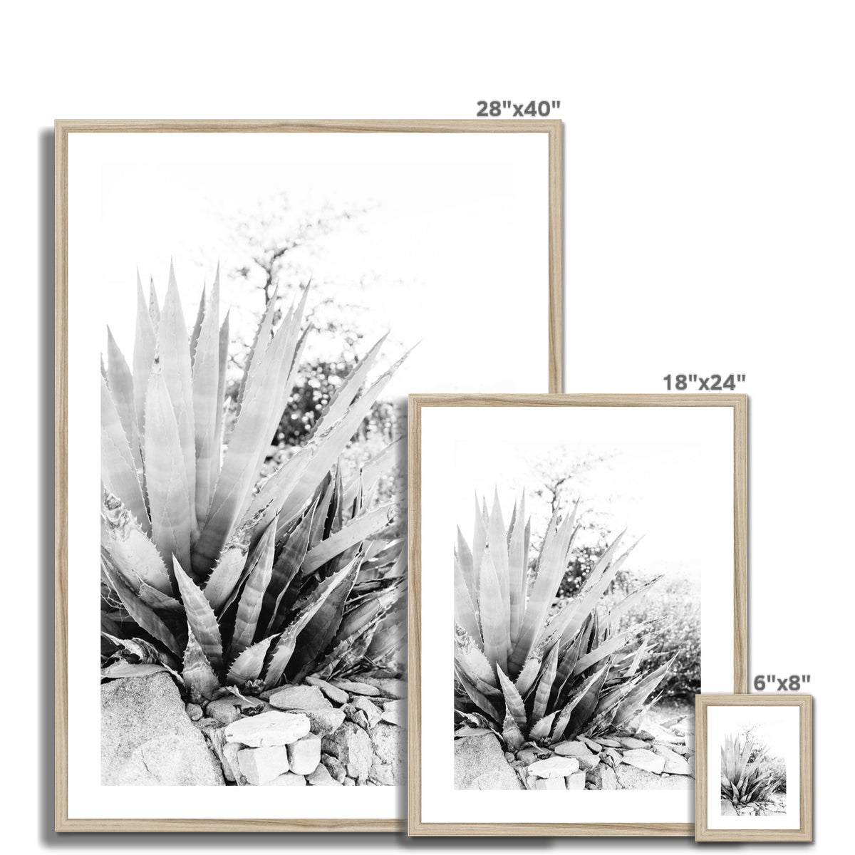 CACTUS BW Framed & Mounted Print