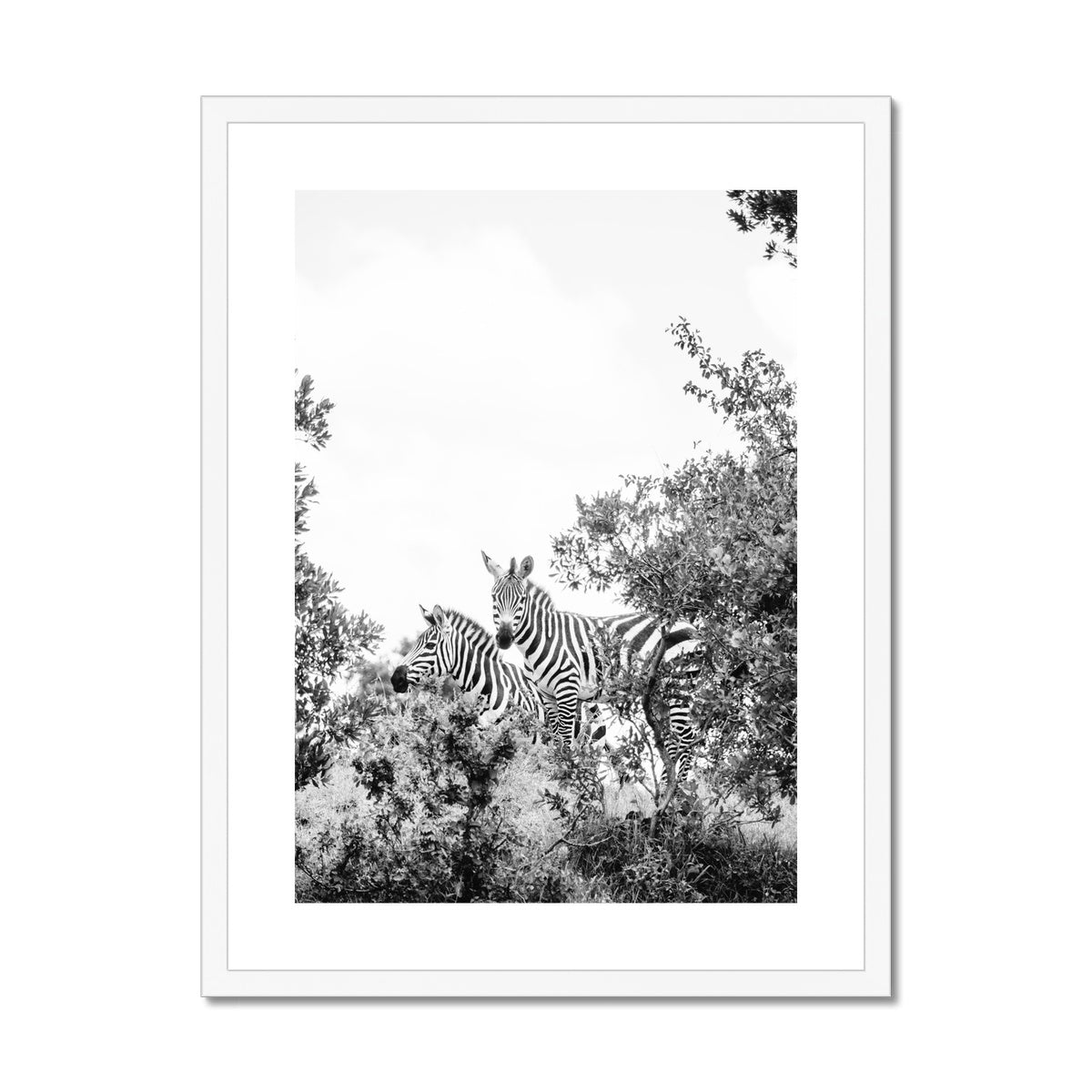 ZEBRAS BW Framed & Mounted Print